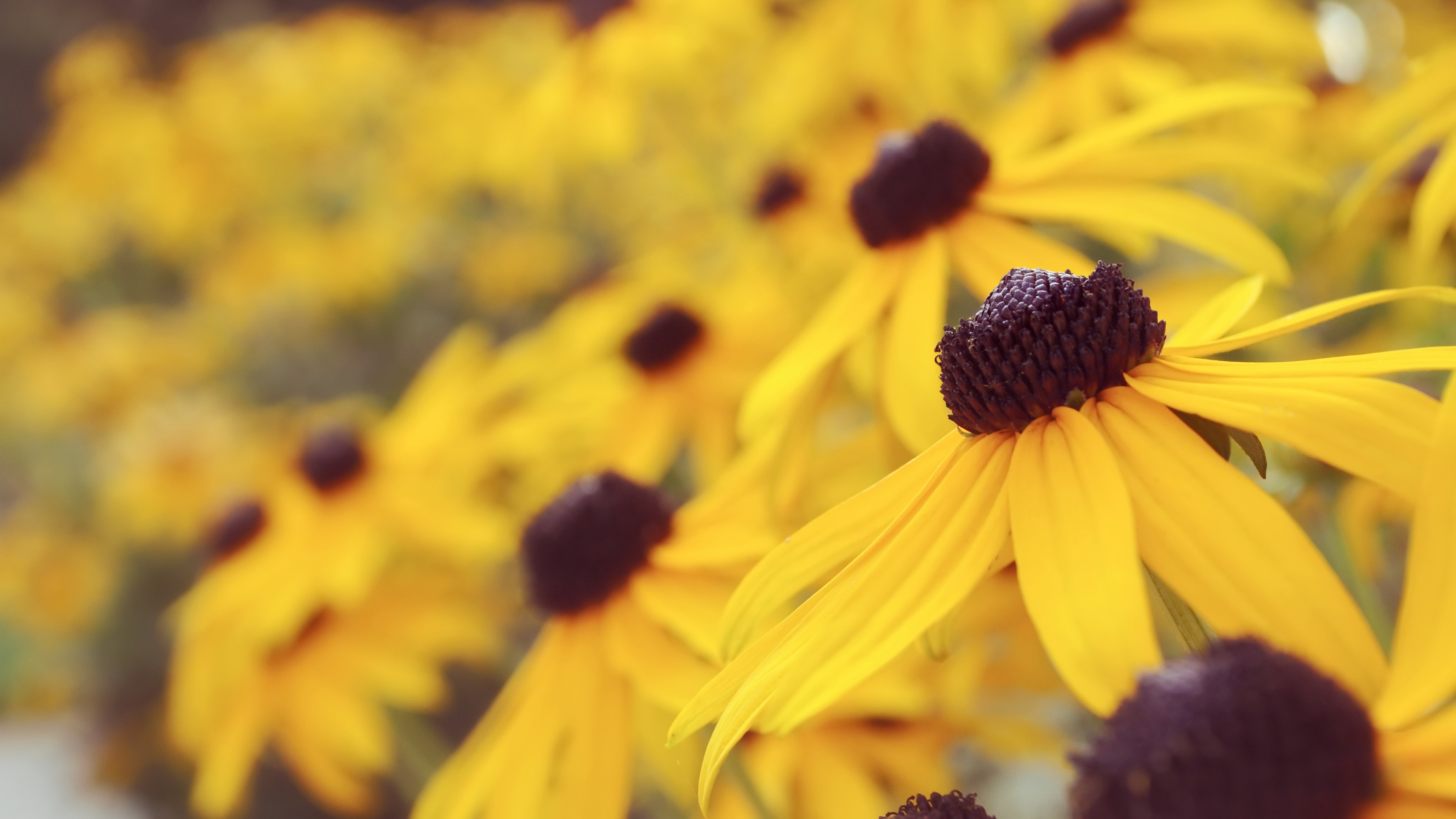 Vibrant Black-Eyed Susan Yellow Flowers HD Wallpaper