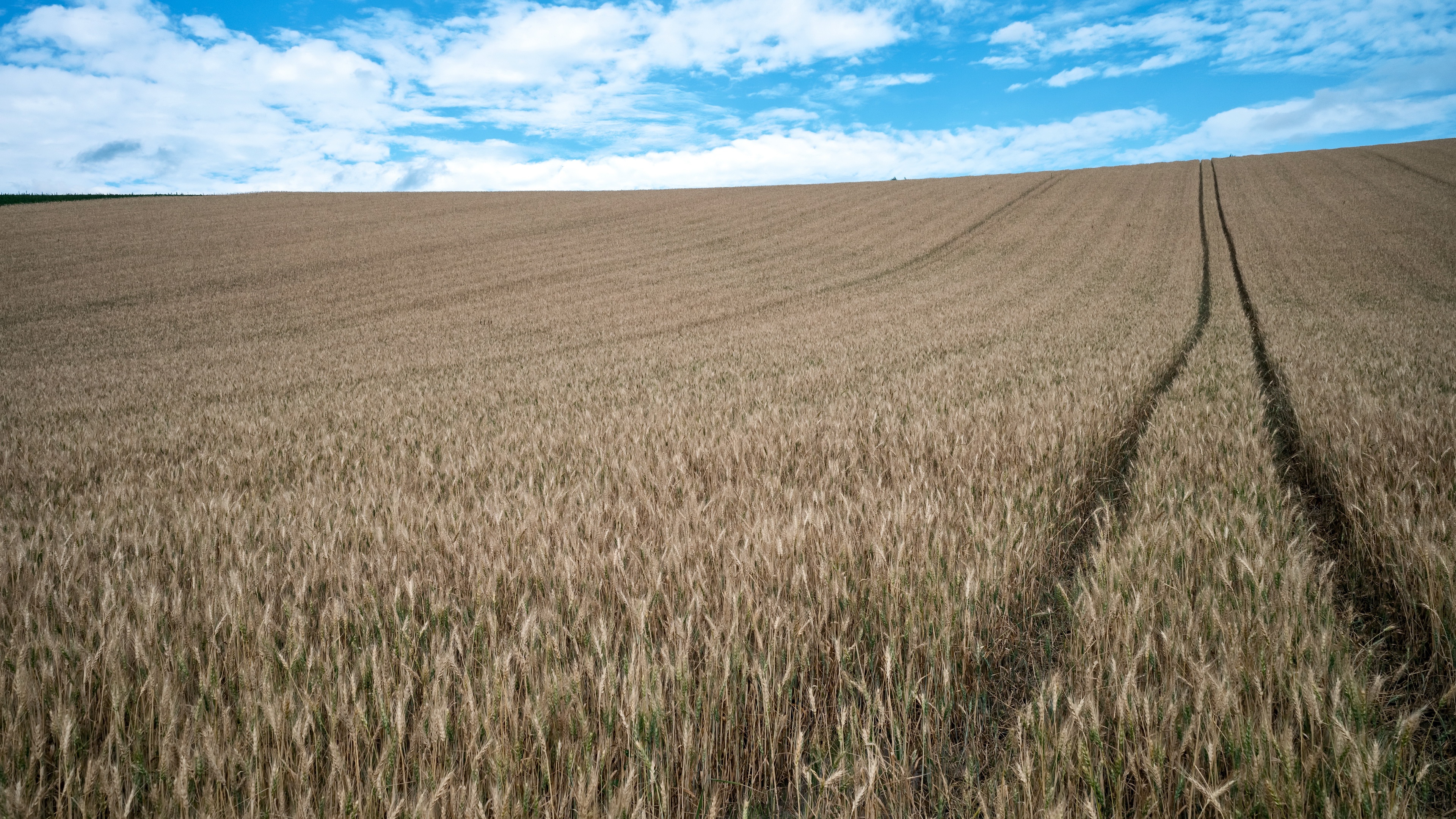 Golden wheat field on a farm with tracks HD Wallpaper