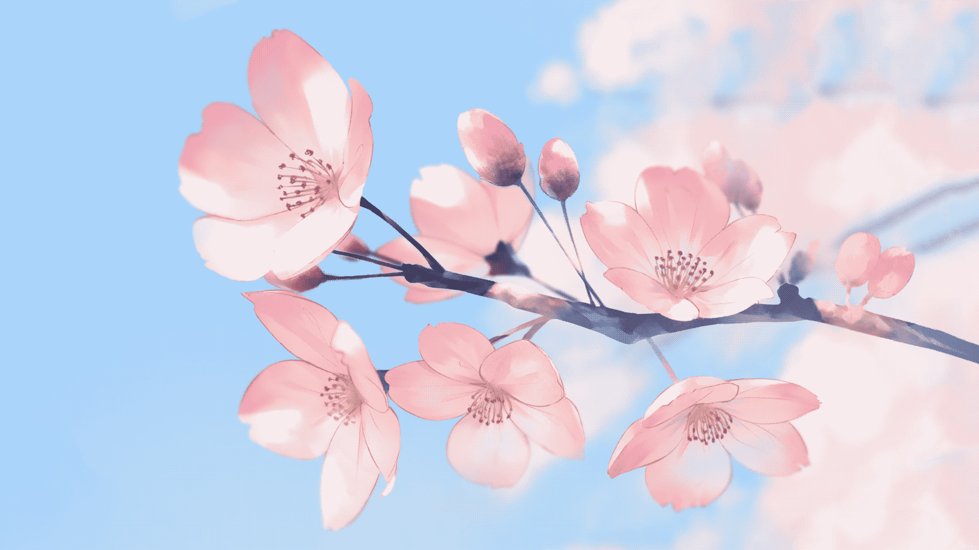 Delicate Sakura Blossoms on Branch HD Wallpaper