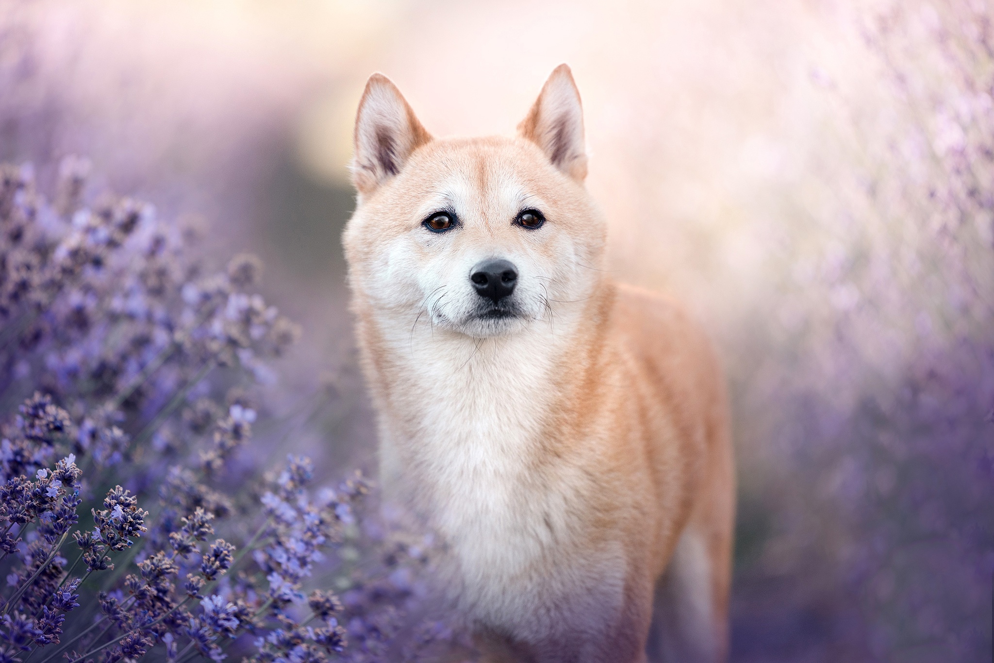 Cute Shiba Inu in Lavender Field HD Wallpaper