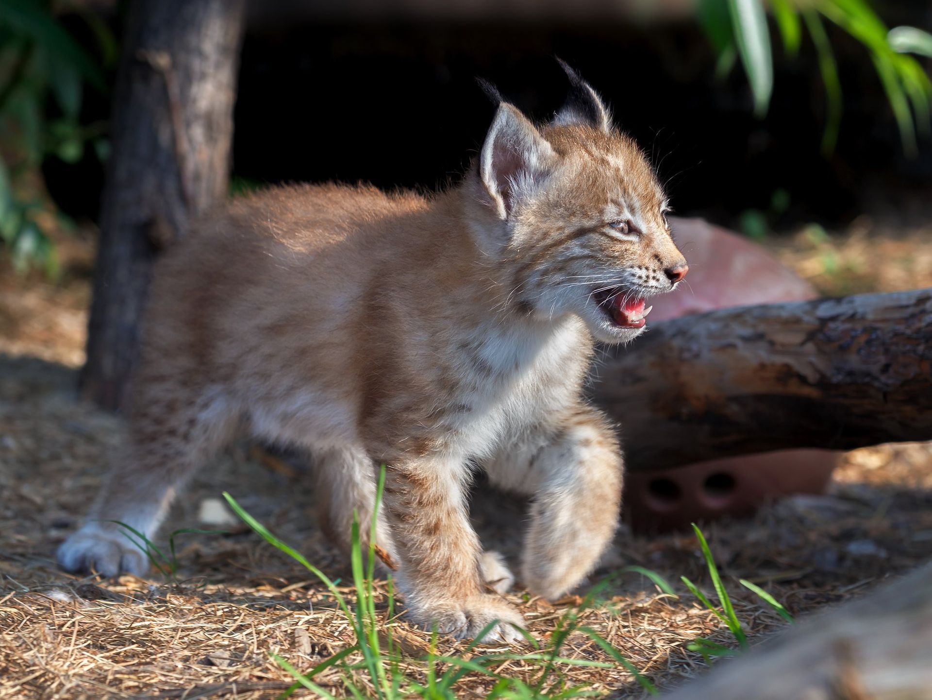 Baby Lynx Kitten Meowing HD Wallpaper