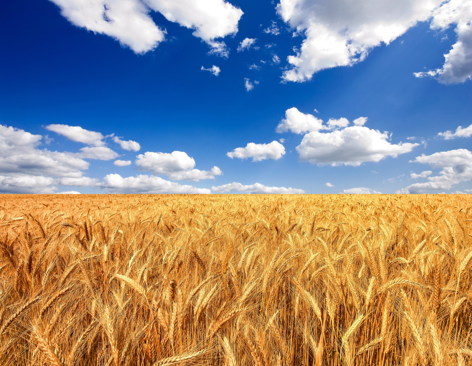 Golden Wheat Field under Blue Summer Sky HD Wallpaper