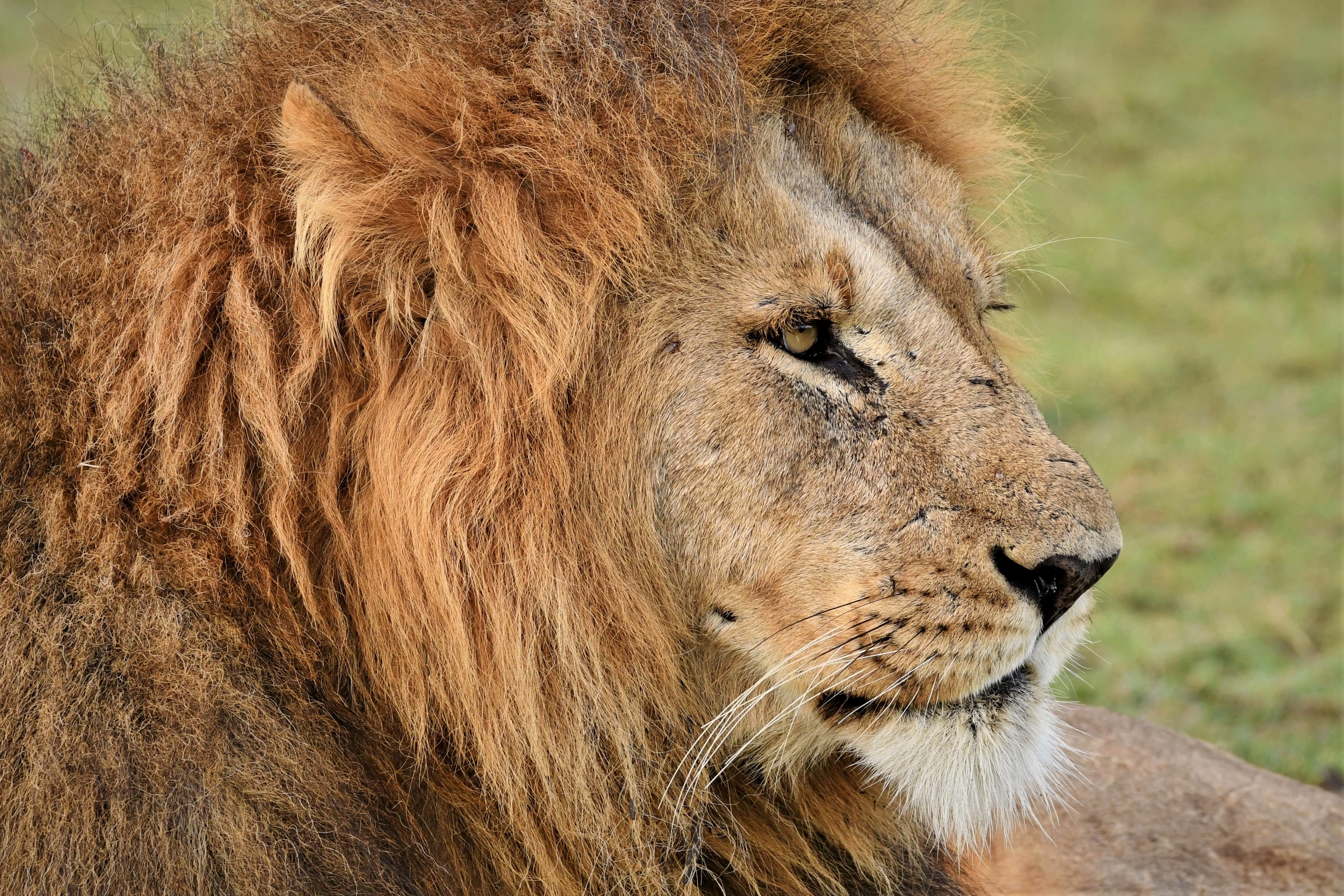 Majestic Lion in Maasai Mara, Kenya HD Wallpaper