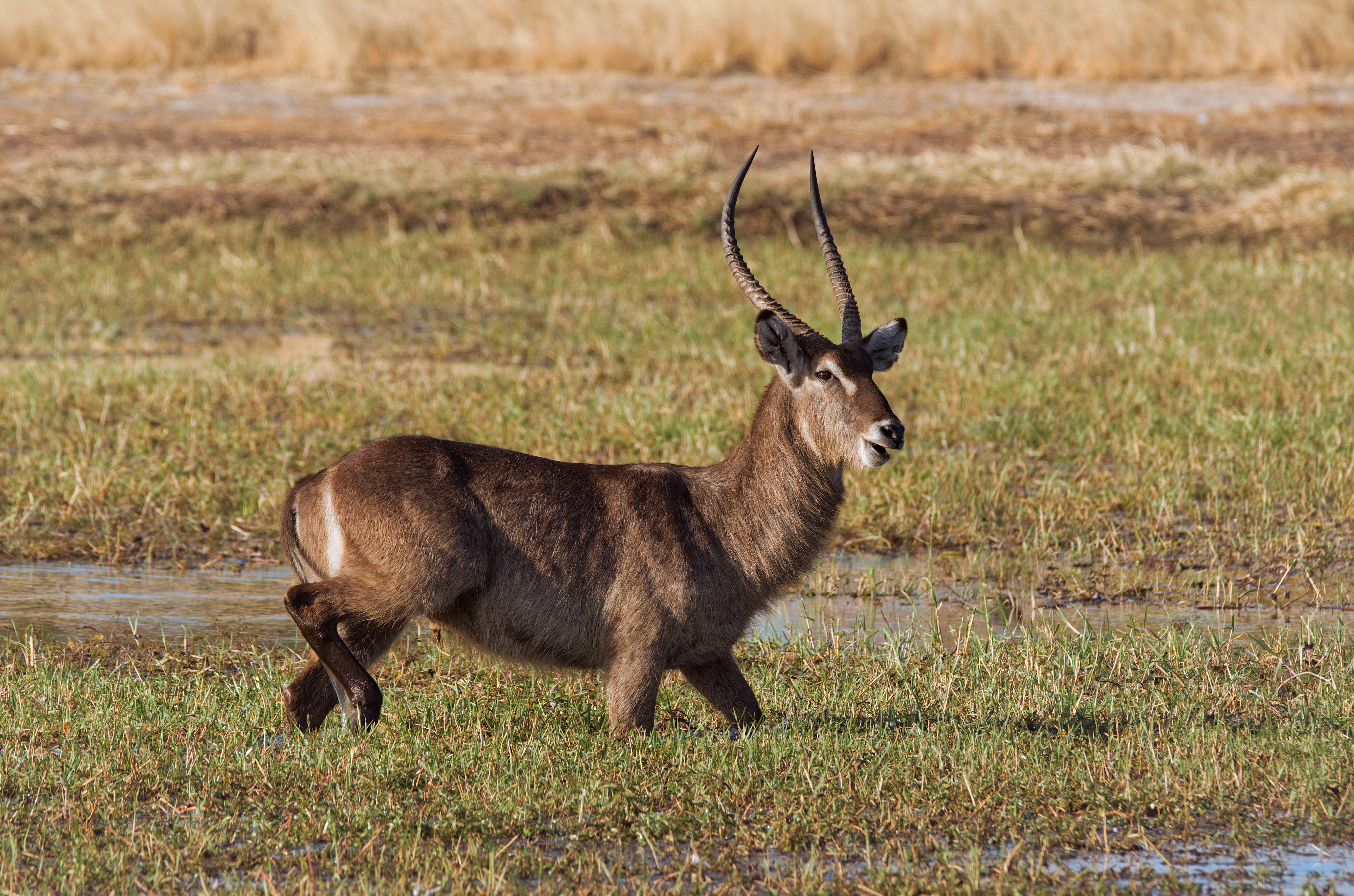 Waterbuck with horns in Hwange National Park, Zimbabwe HD Wallpaper