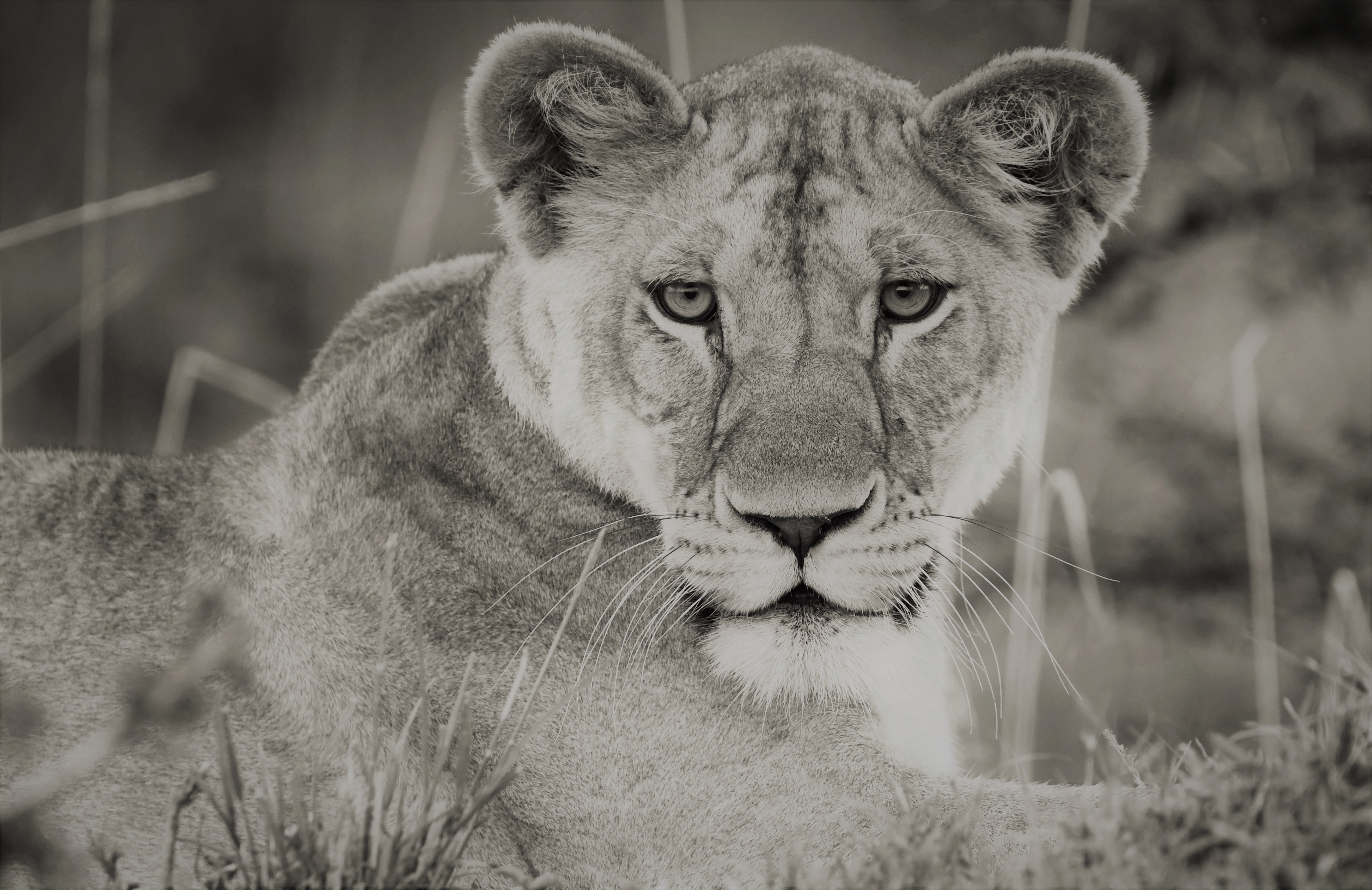 Black and White Lioness Portrait in Maasai Mara HD Wallpaper