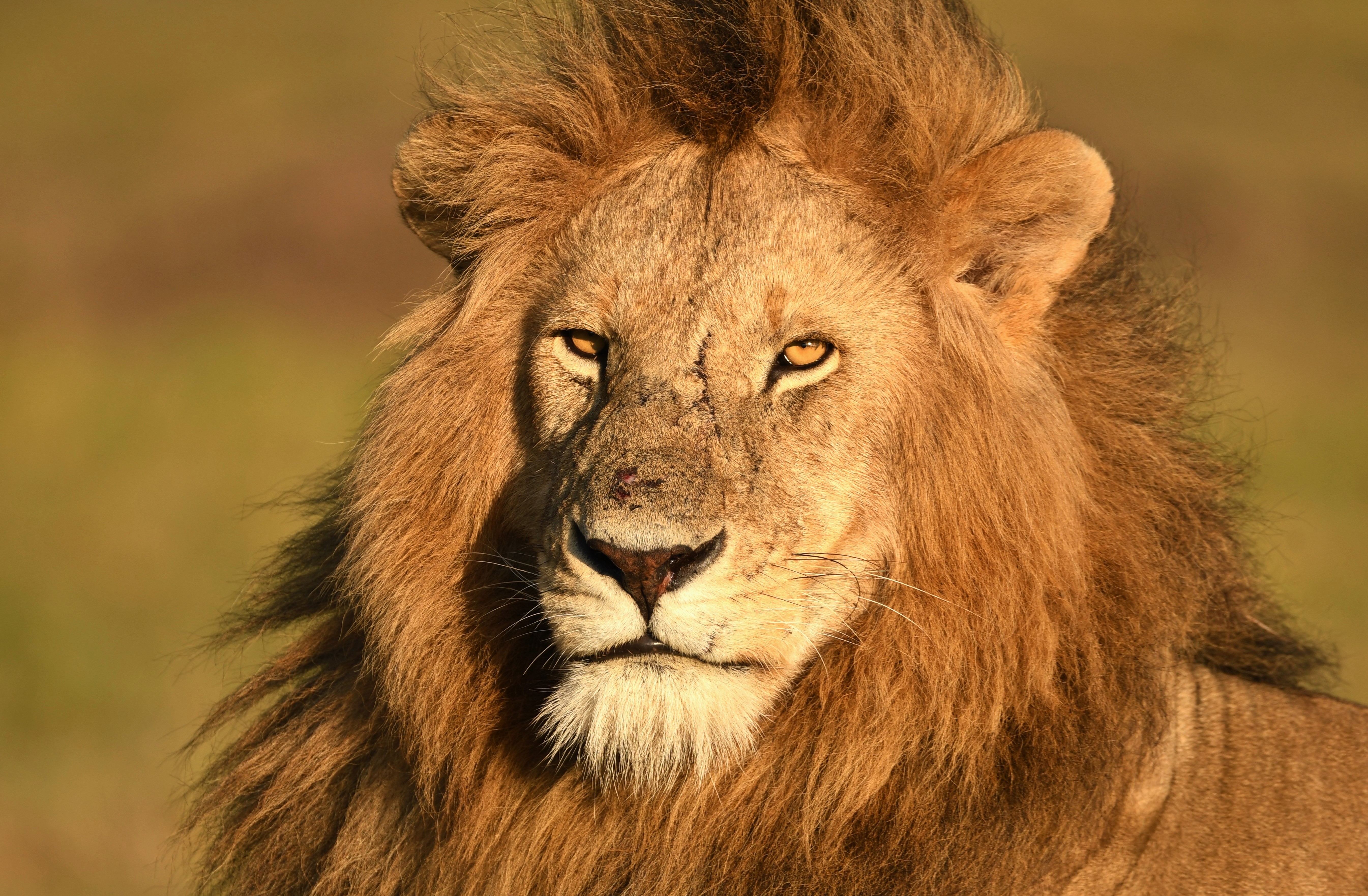 Majestic male lion in Maasai Mara, Kenya HD Wallpaper
