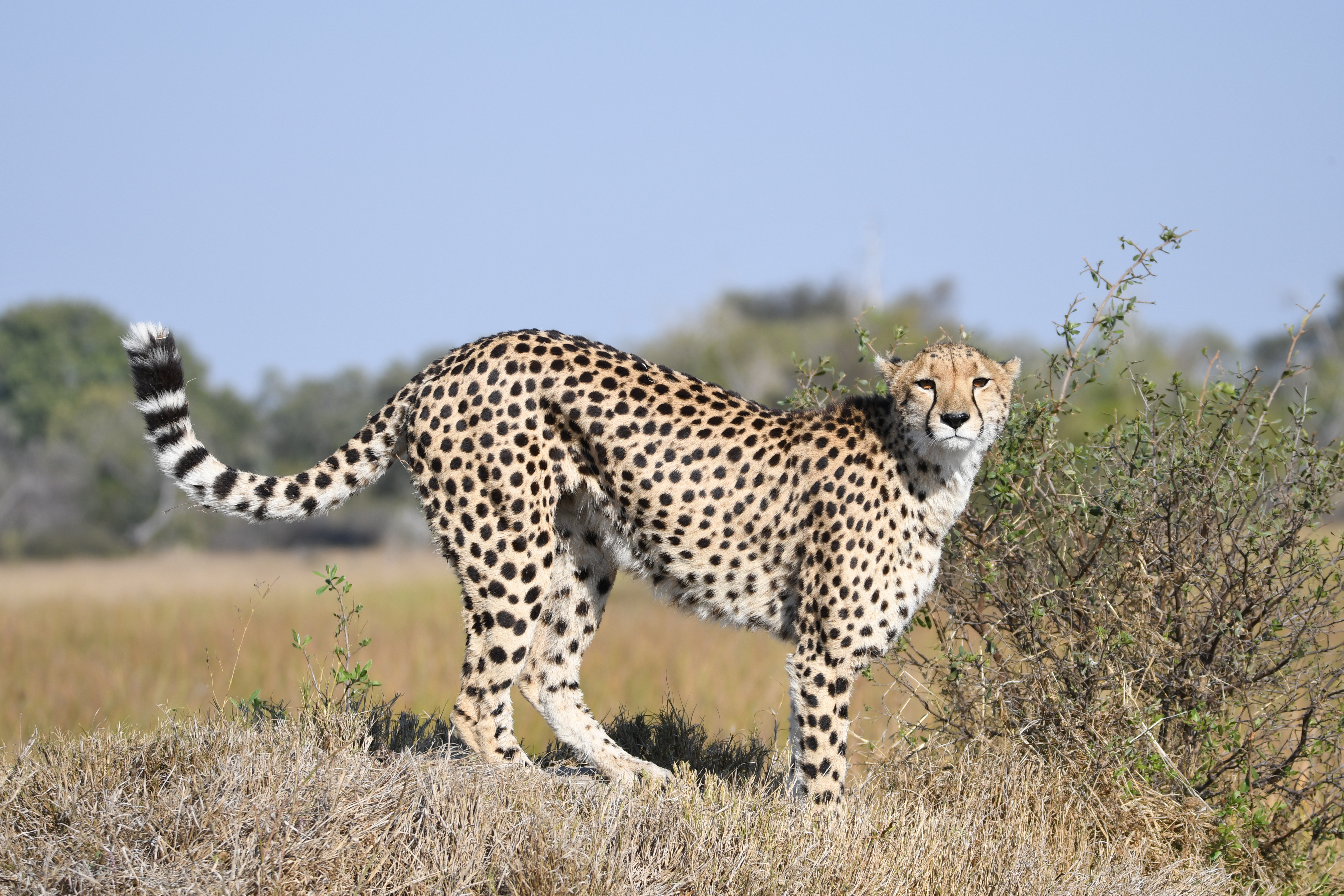Cheetah in Botswana, Africa HD Wallpaper
