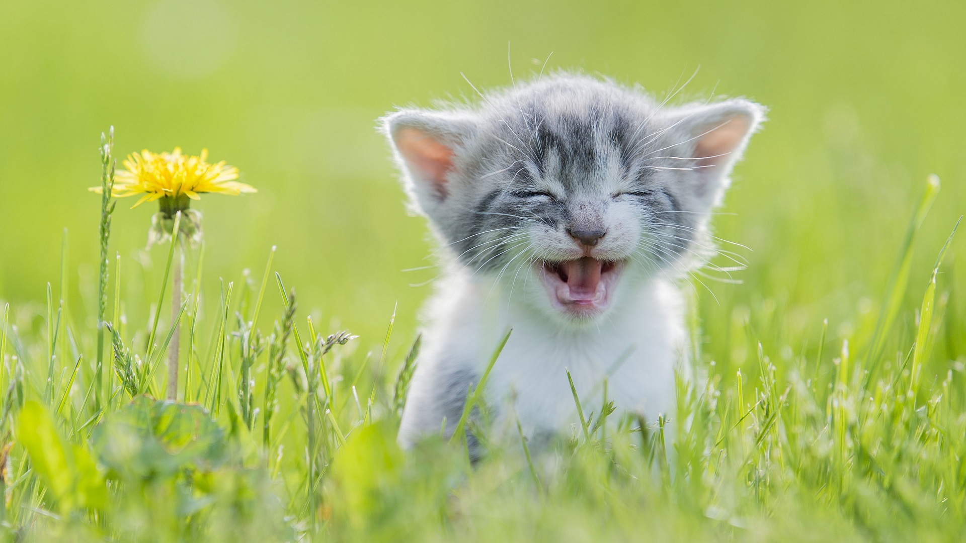 Laughing kitten and dandelion in green grass HD Wallpaper