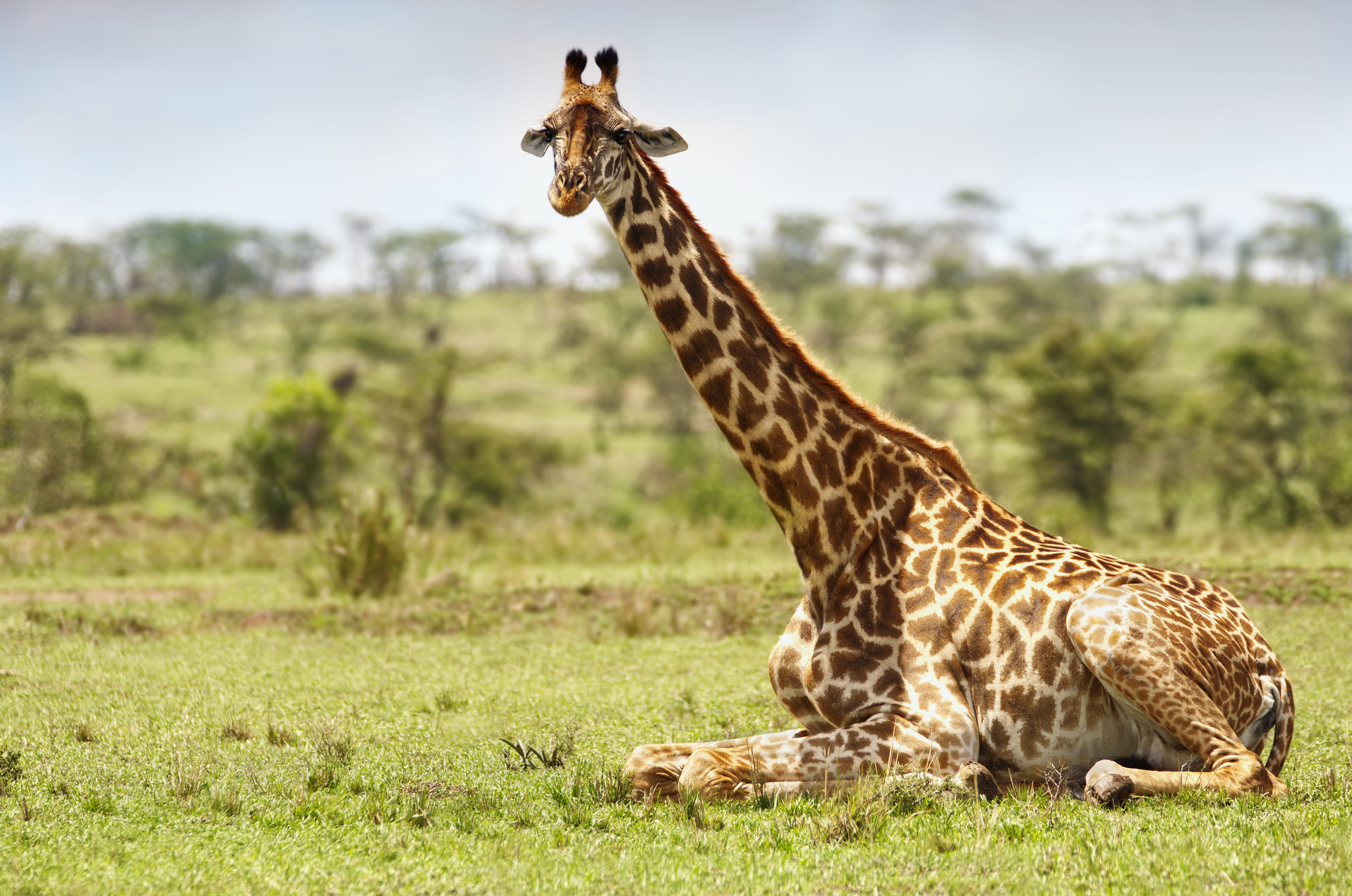 Giraffe Resting in Maasai Mara National Reserve HD Wallpaper