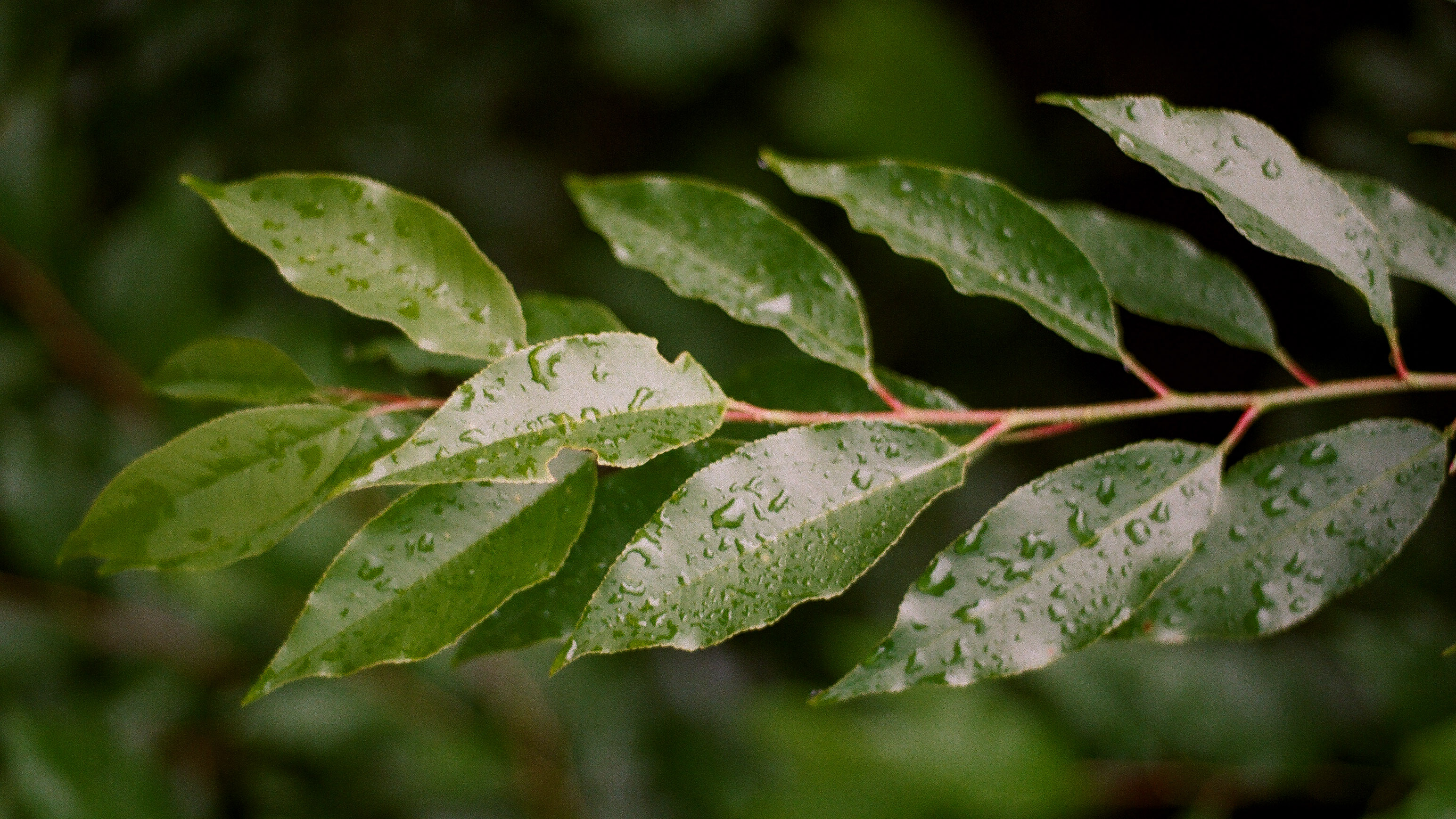 Raindrops on vibrant green leaves HD Wallpaper