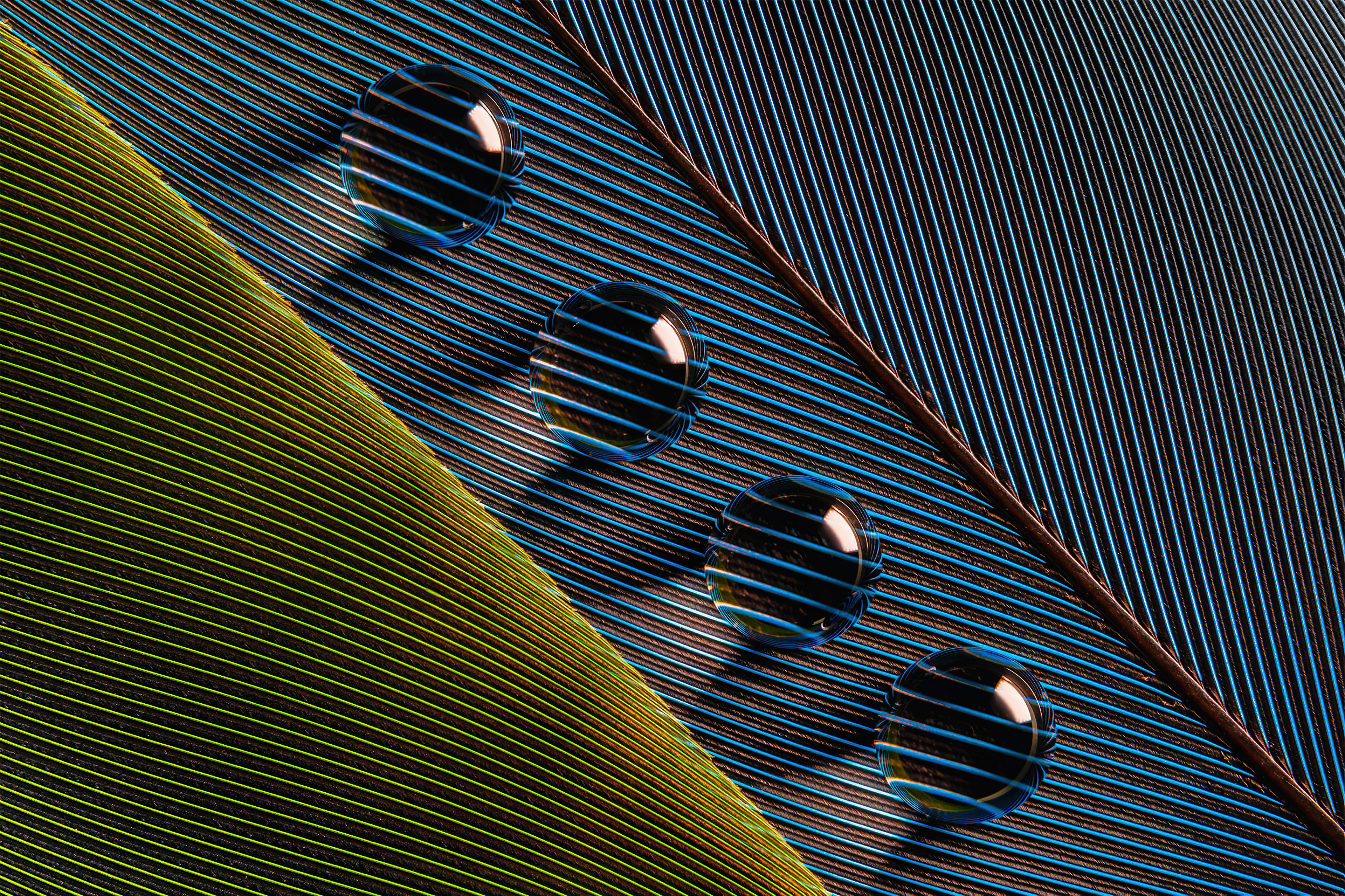 Macro Photography of Water Drops on Feather HD Wallpaper
