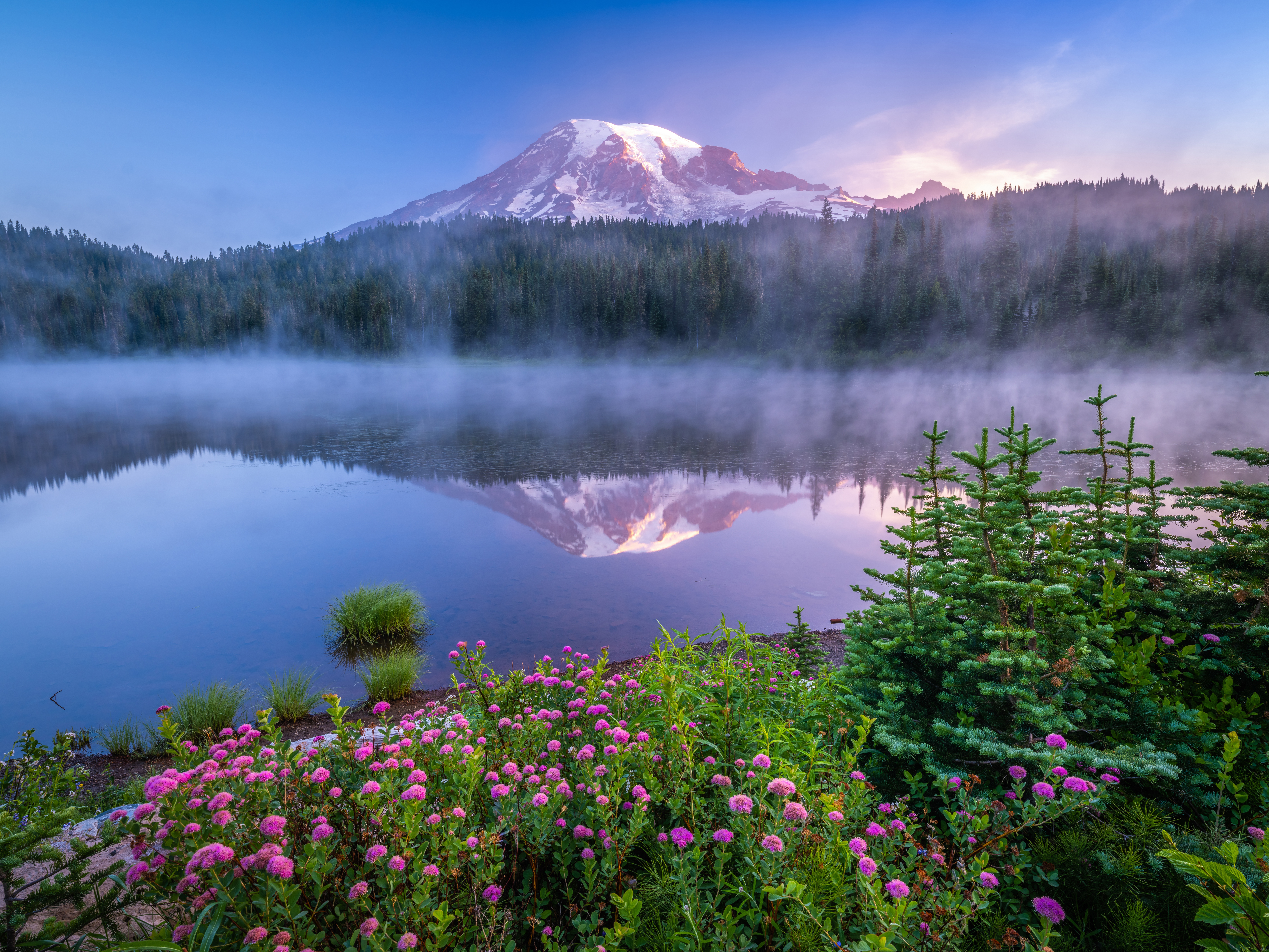 Mount Rainier reflected in a misty lake with blooming flowers HD Wallpaper
