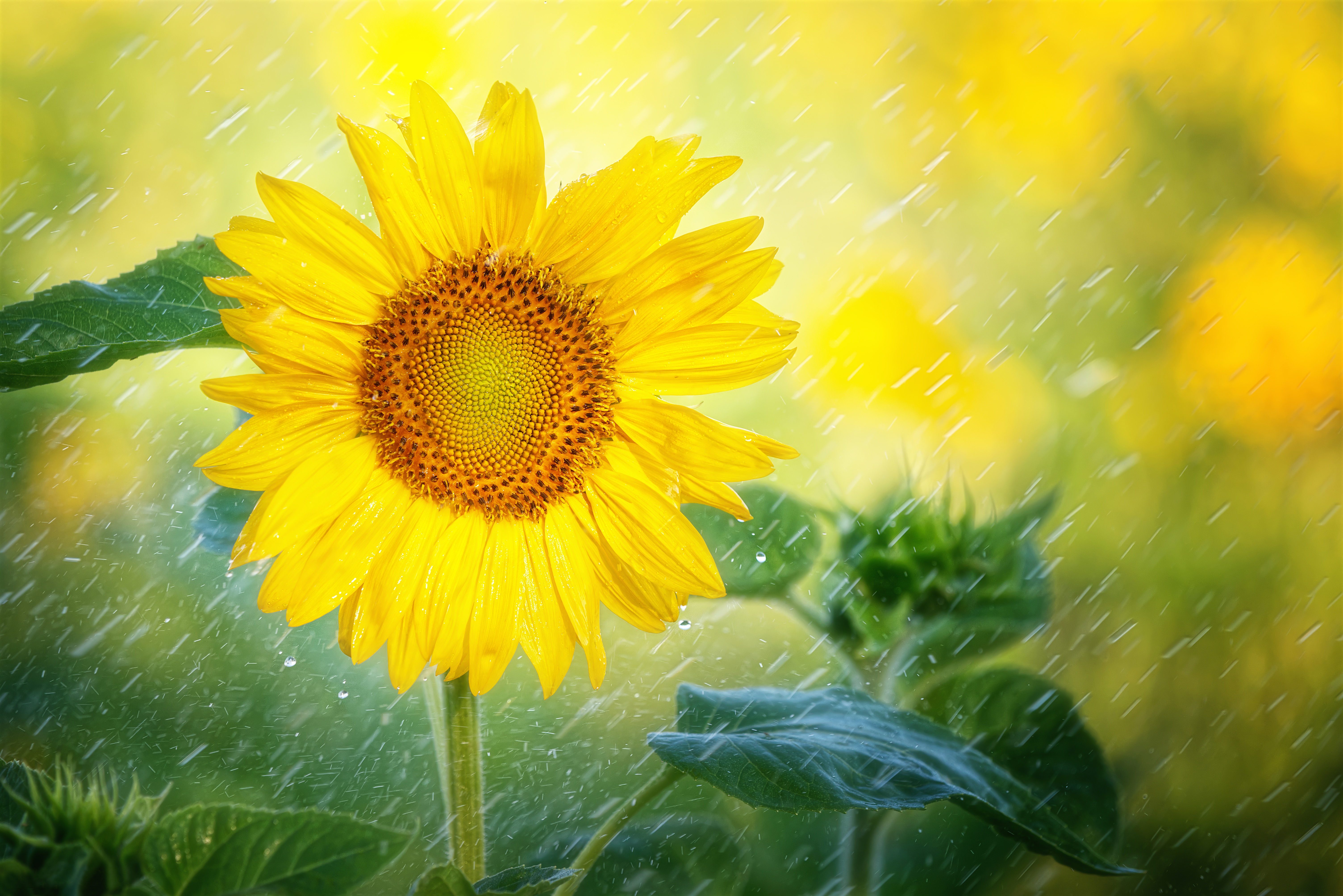Yellow Sunflower in the Rain HD Wallpaper