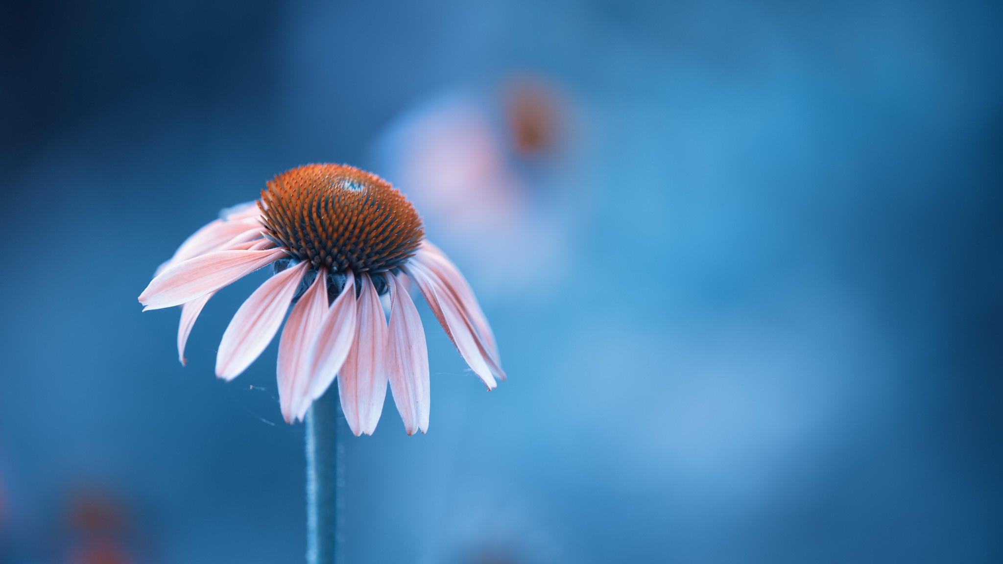Close-up Pink Coneflower with Blue Bokeh HD Wallpaper
