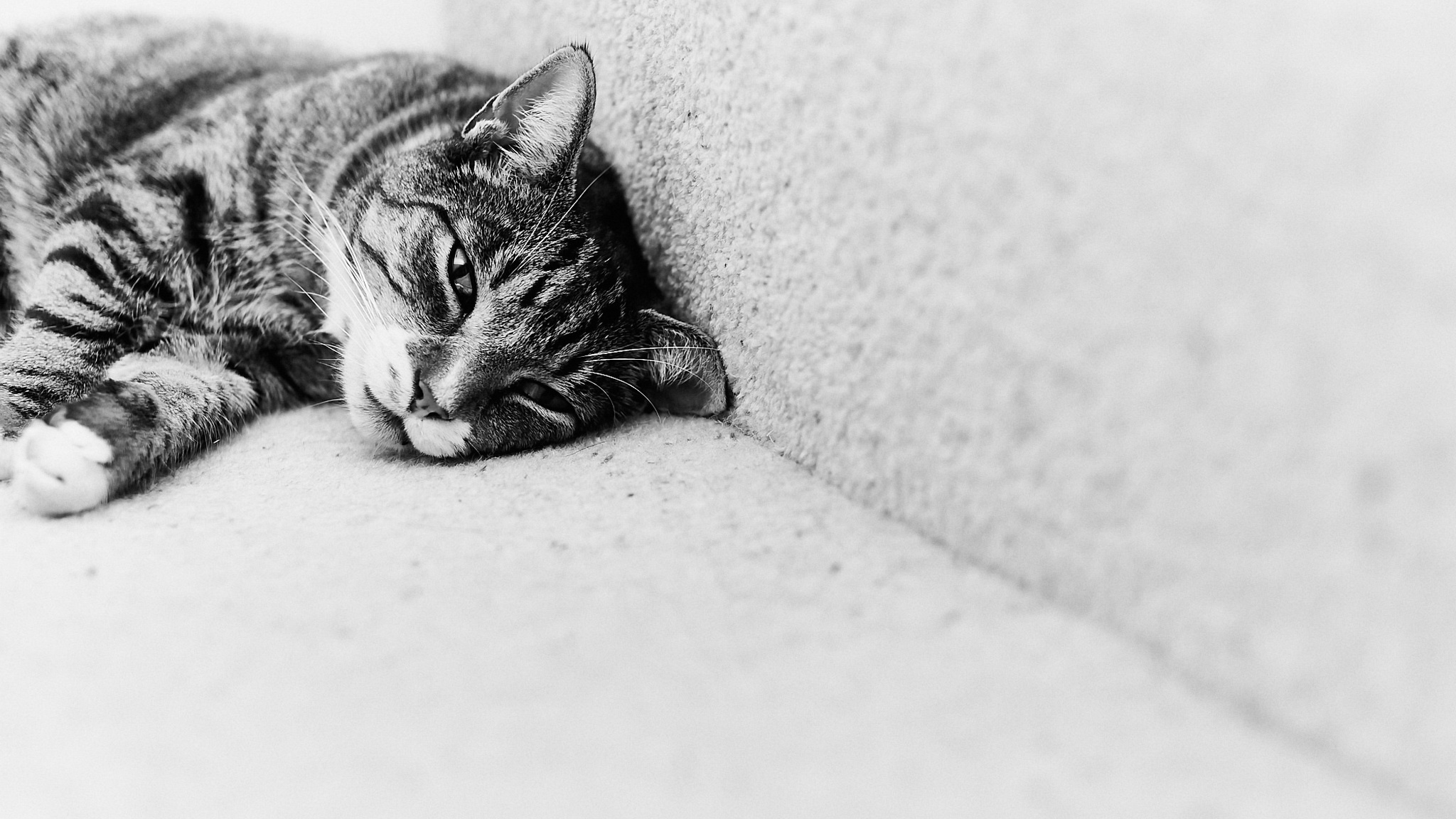 Sleepy Black and White Tabby Cat HD Wallpaper