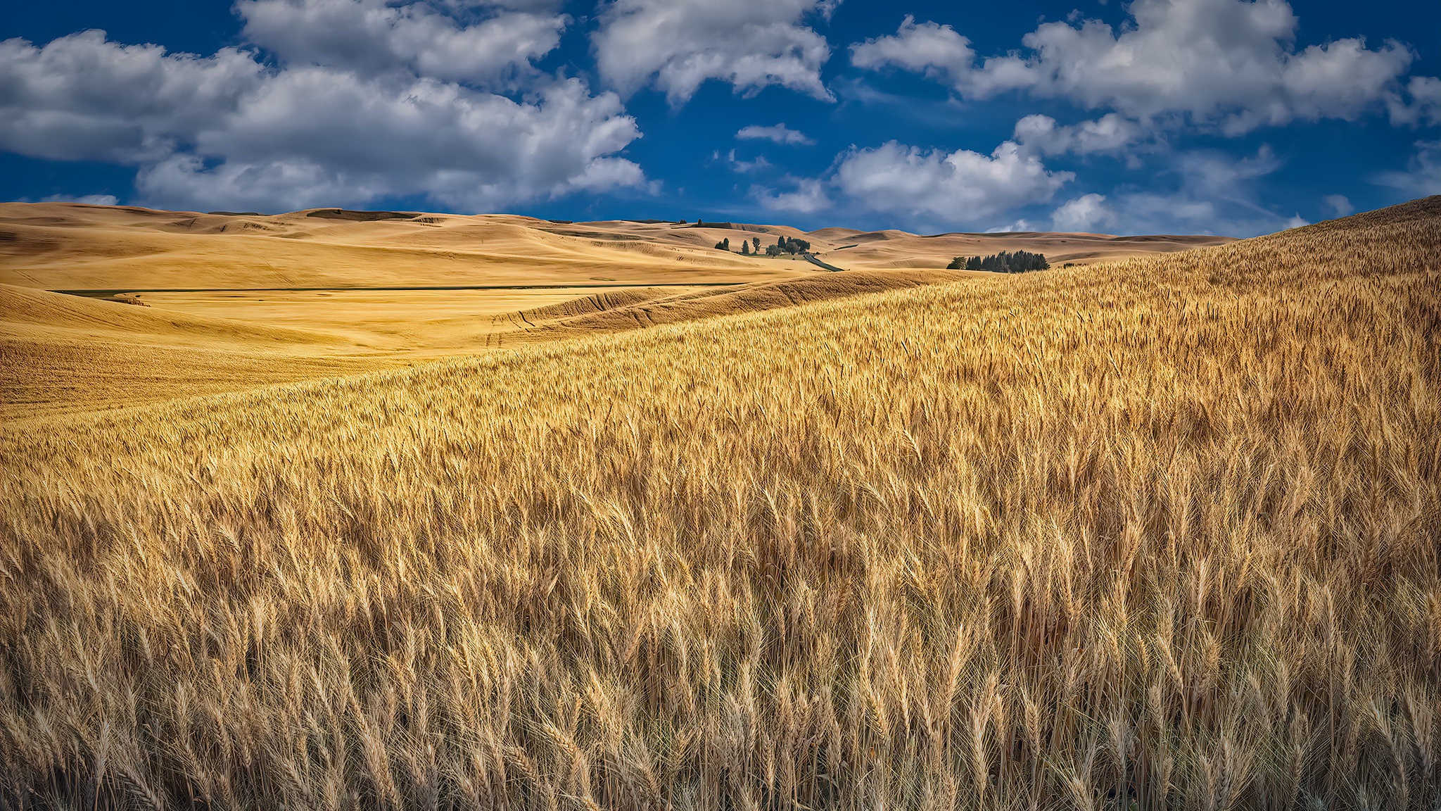 Golden Wheat Field Landscape in Summer HD Wallpaper