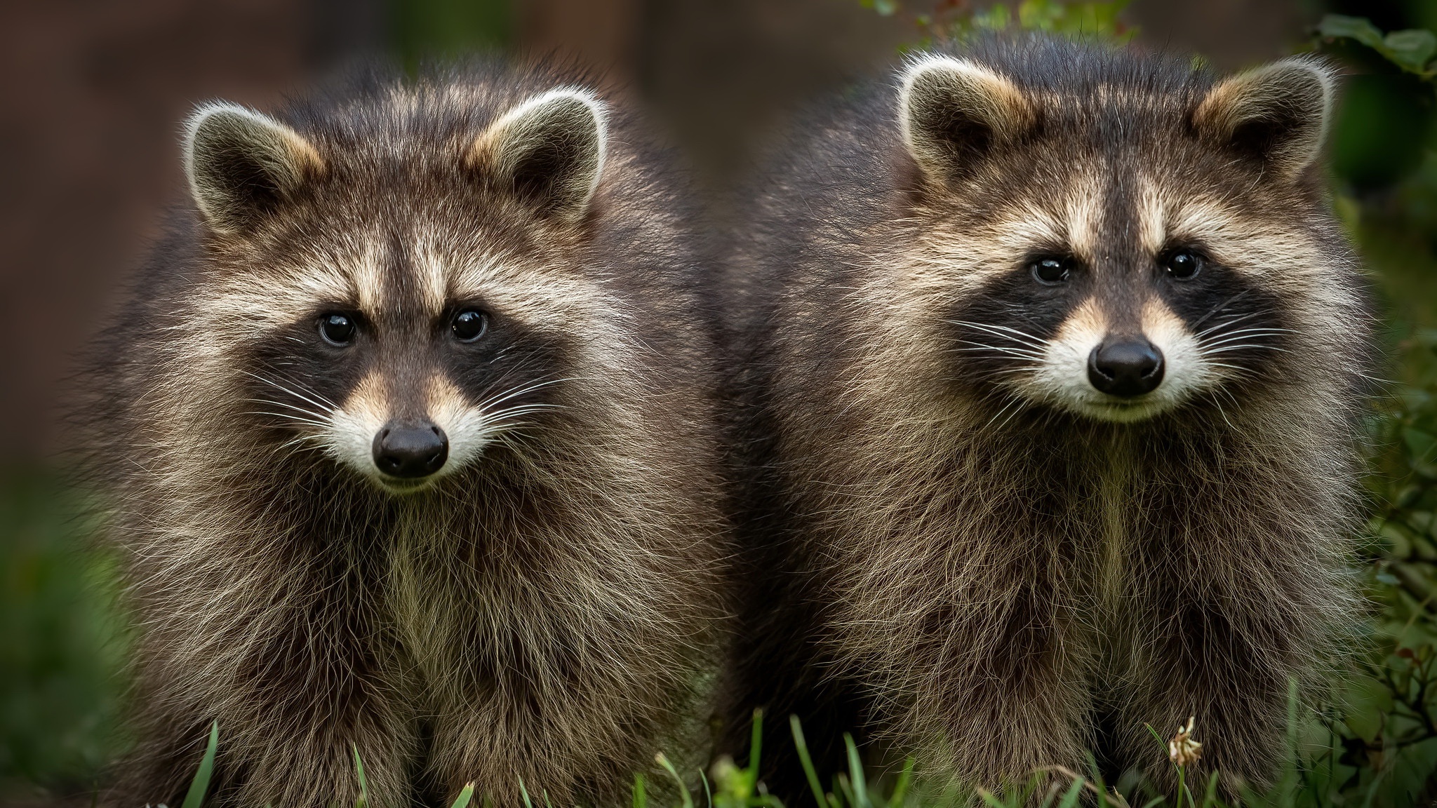 Two Raccoons Staring Hd, Hd Wallpaper | Rare Gallery