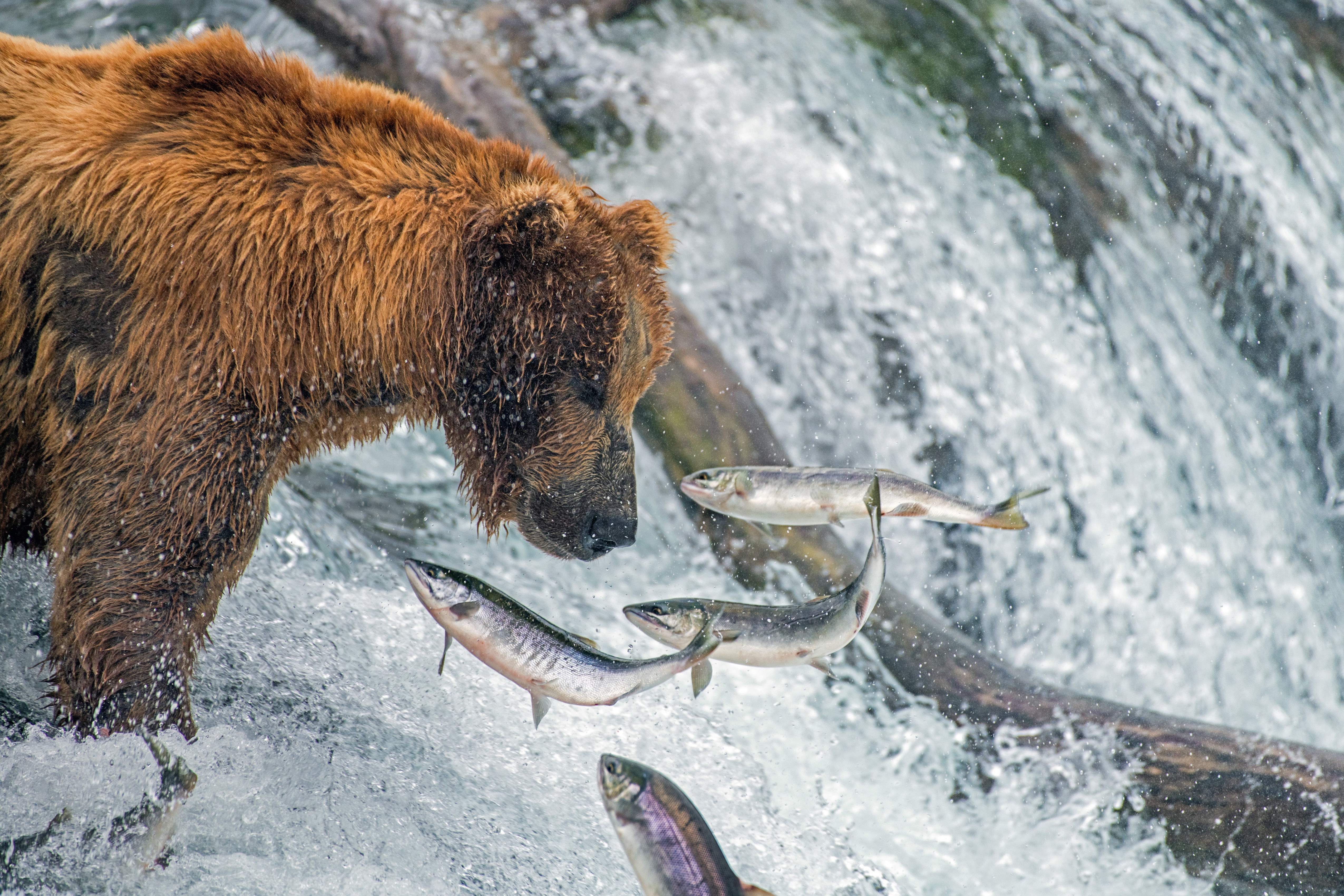 Grizzly Bear and Leaping Salmon HD Wallpaper