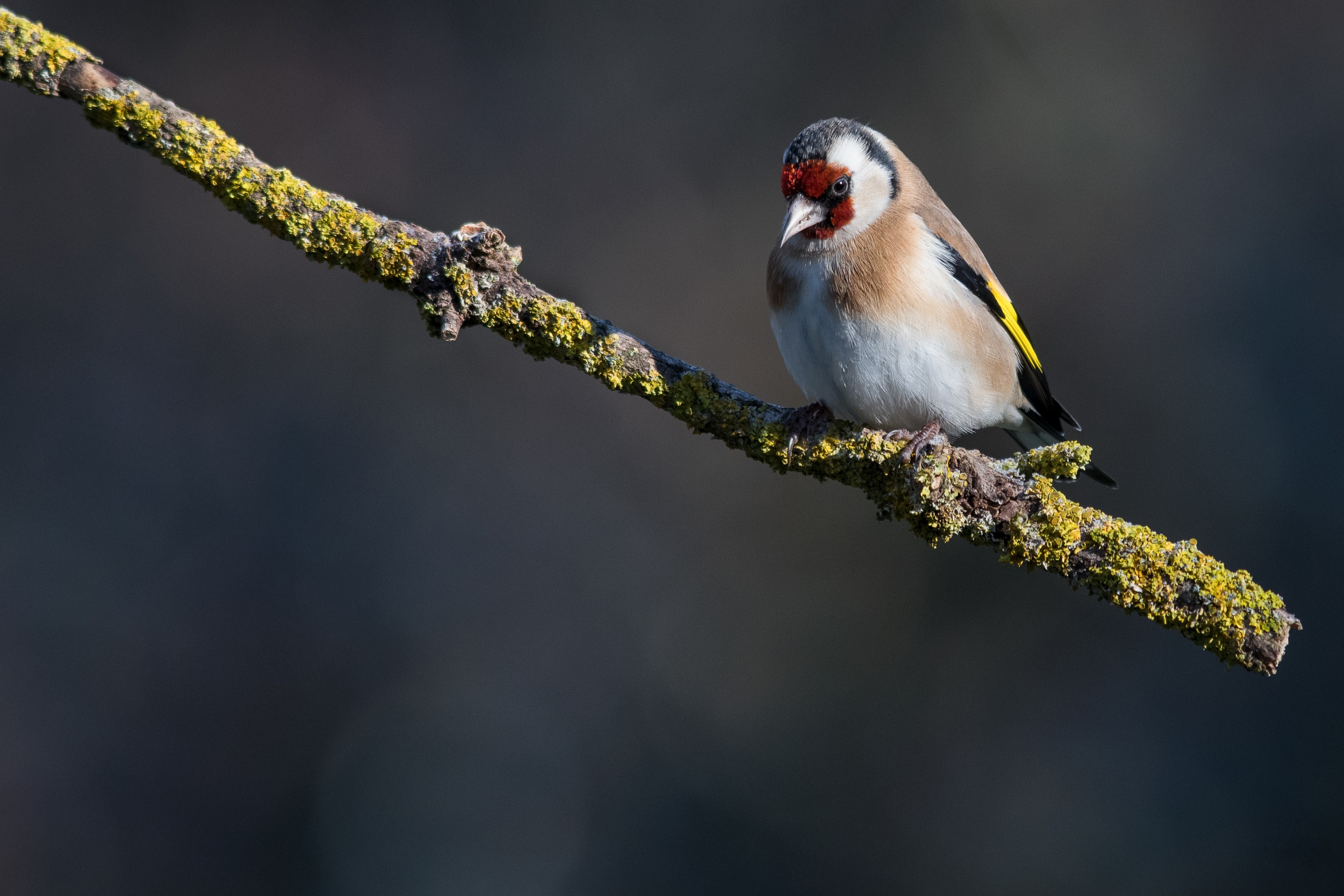 Goldfinch perched on a mossy branch HD Wallpaper