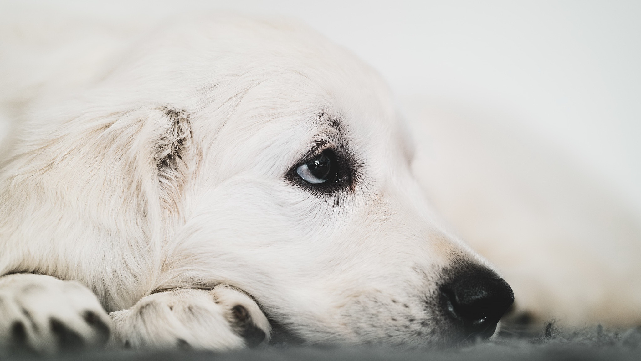 Close-up of a white puppy dog resting HD Wallpaper
