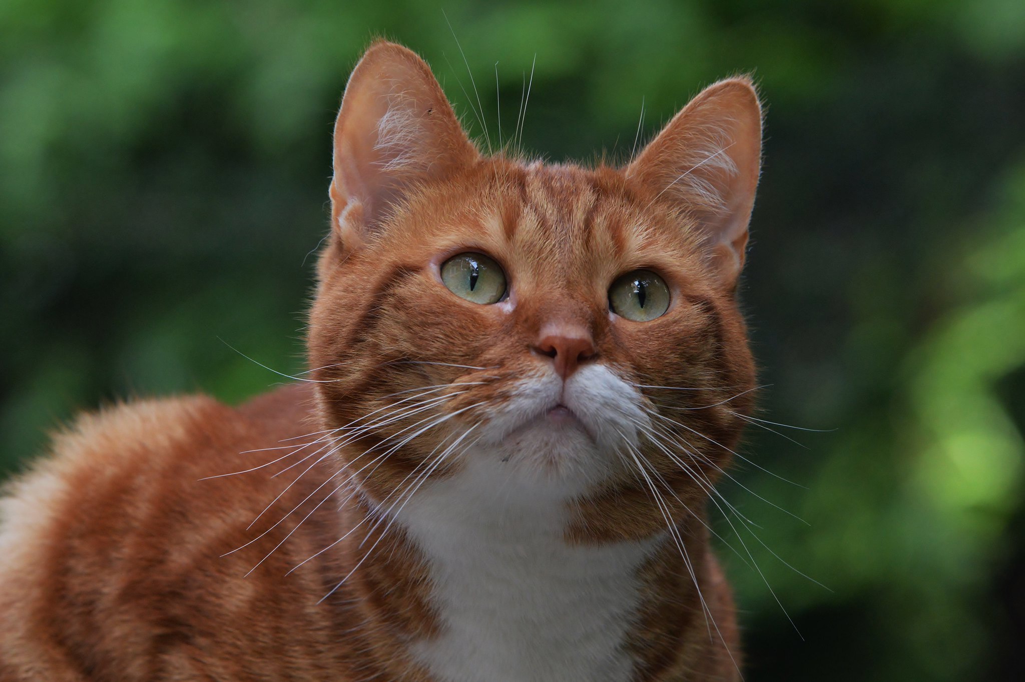 Orange cat with white mustache and green eyes HD Wallpaper