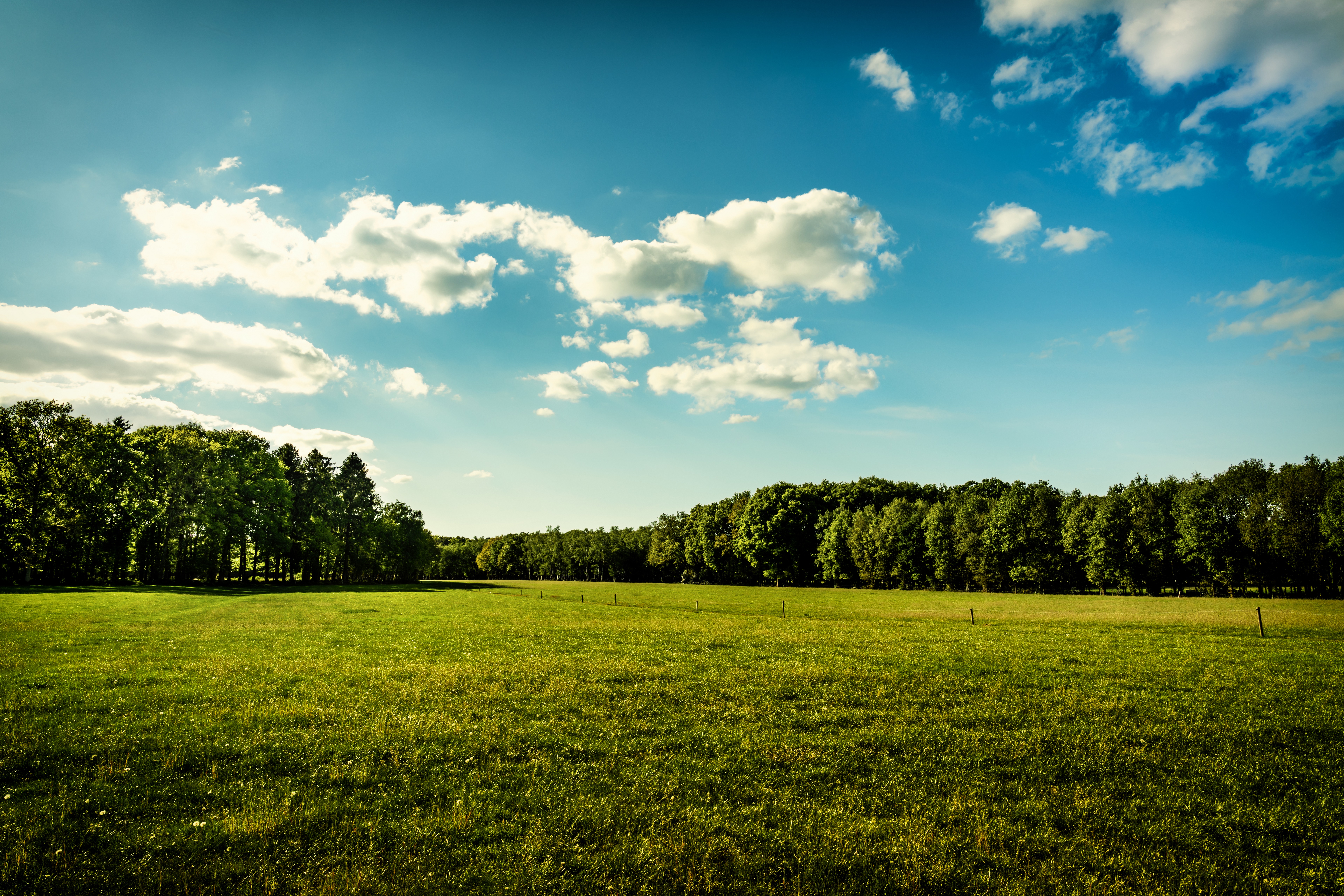 Vibrant green field and forest landscape HD Wallpaper