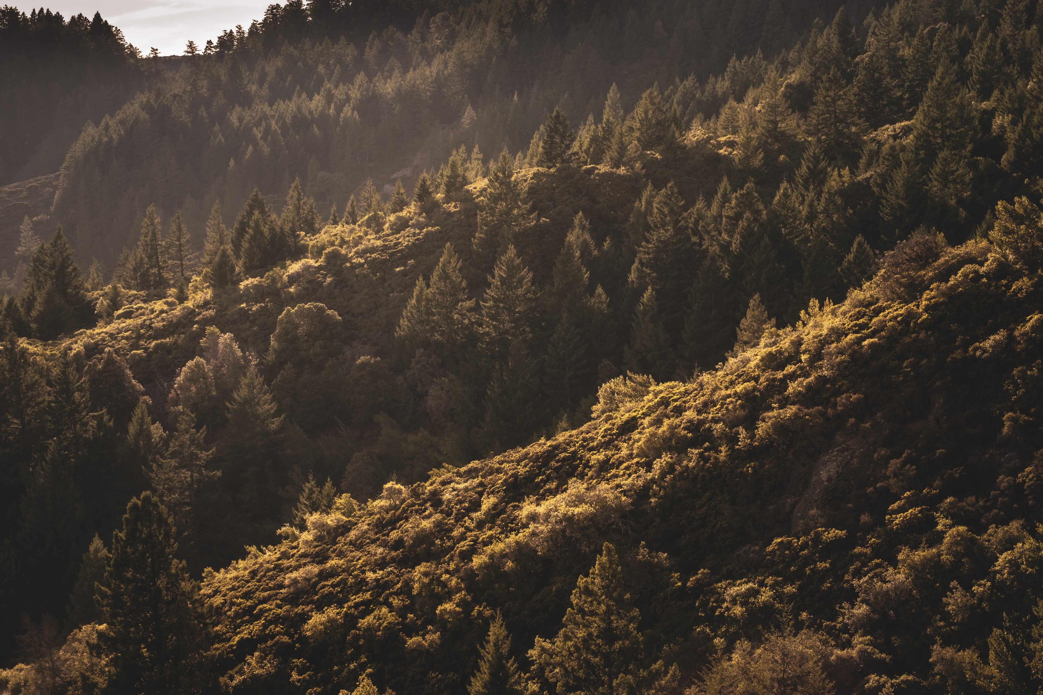 Golden Light on Forest Hills HD Wallpaper