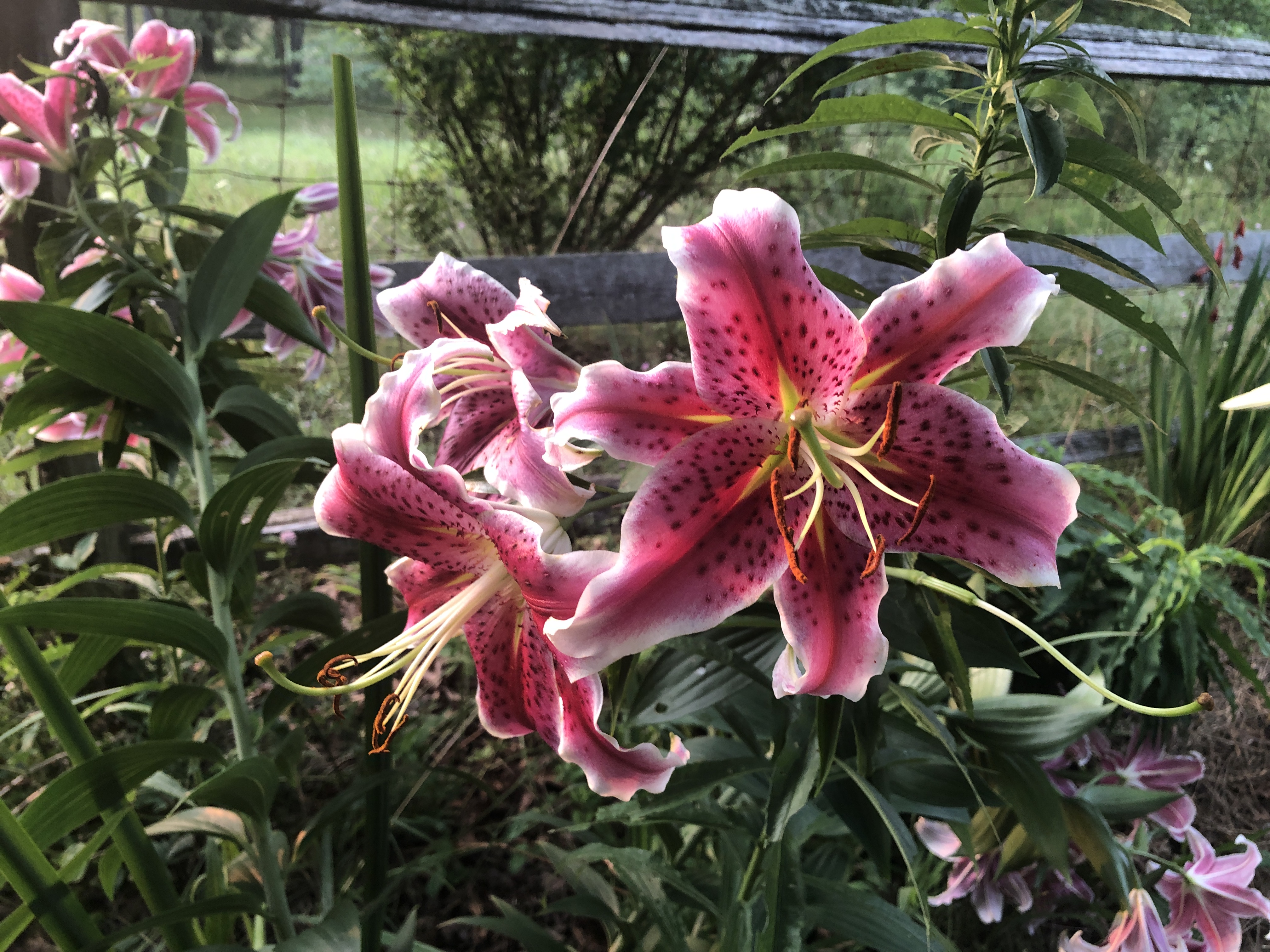 Stunning Pink Lilies with Dark Spots in Nature HD Wallpaper