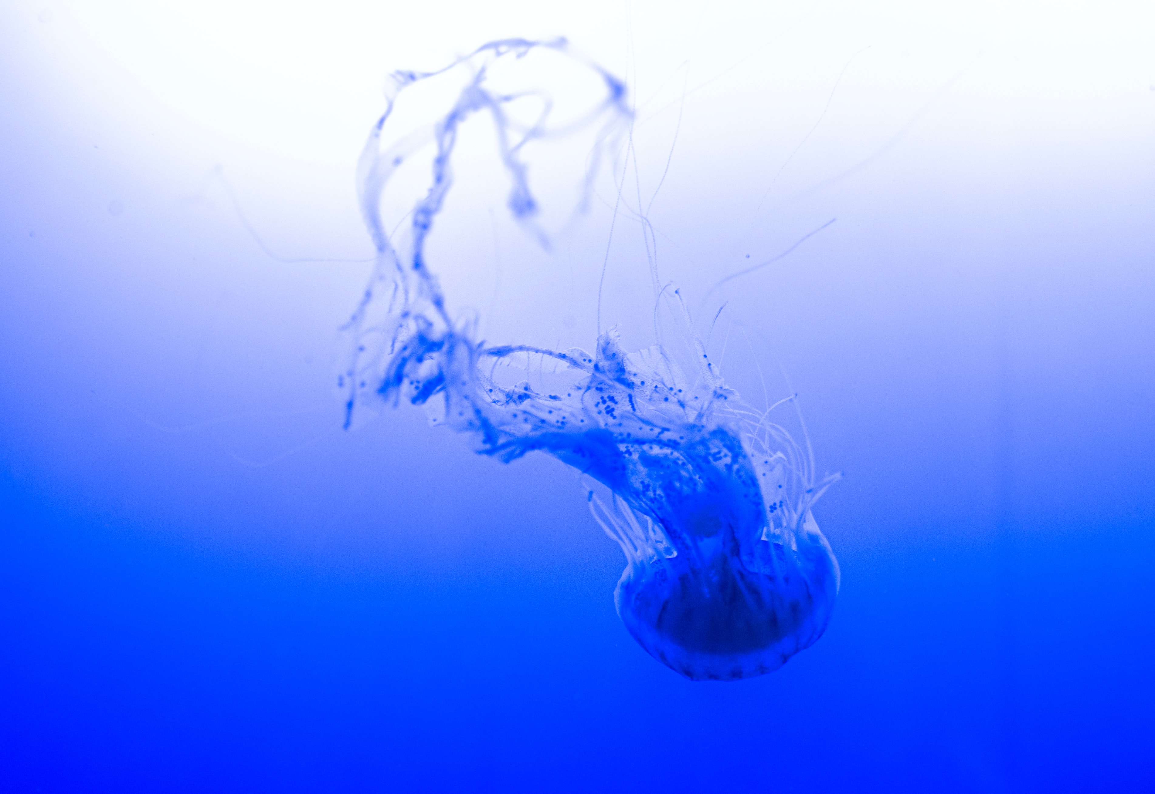 Vibrant Blue Jellyfish In Water Hd Wallpaper | Rare Gallery