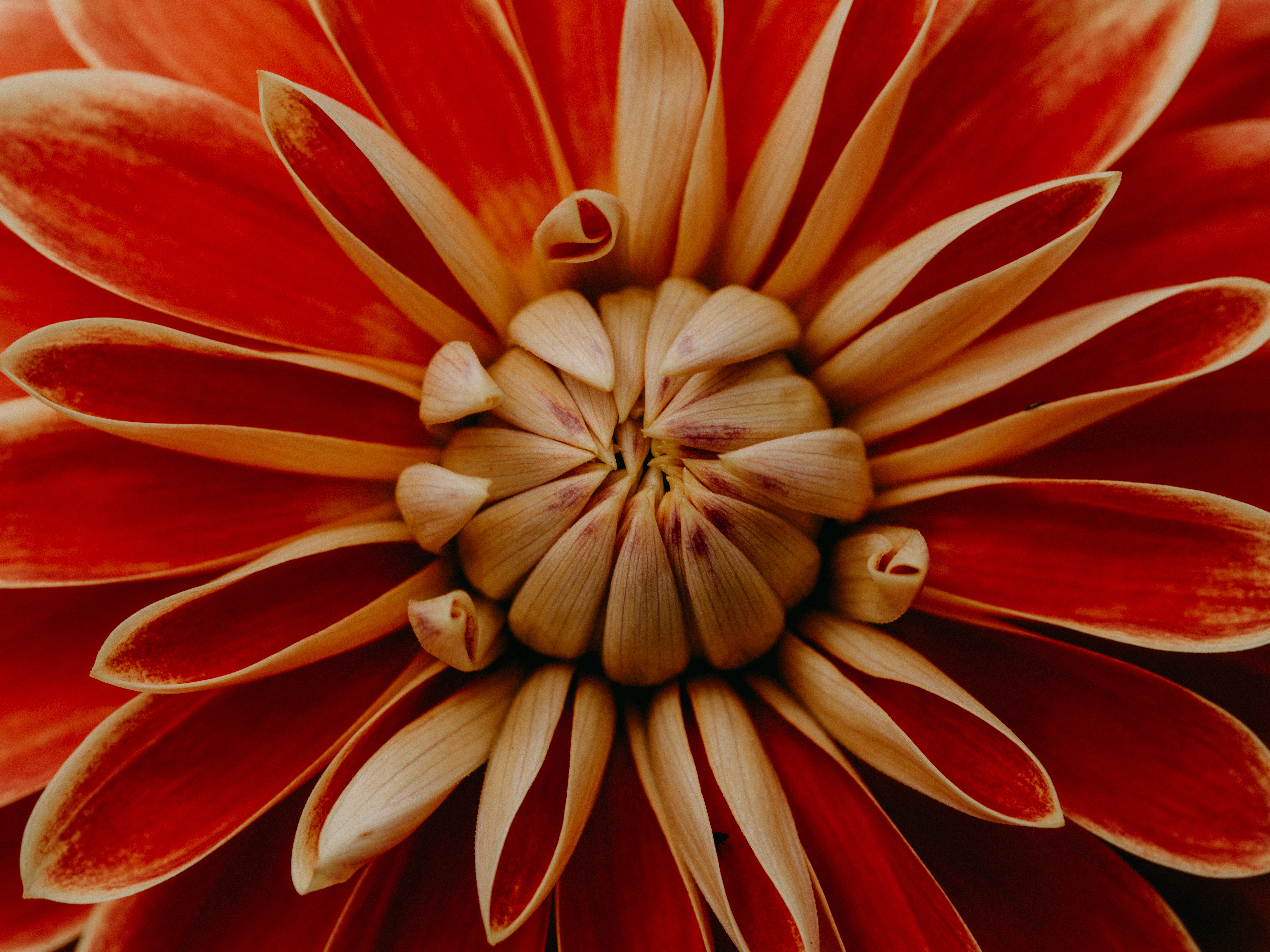 Vibrant red and cream Dahlia flower macro HD Wallpaper