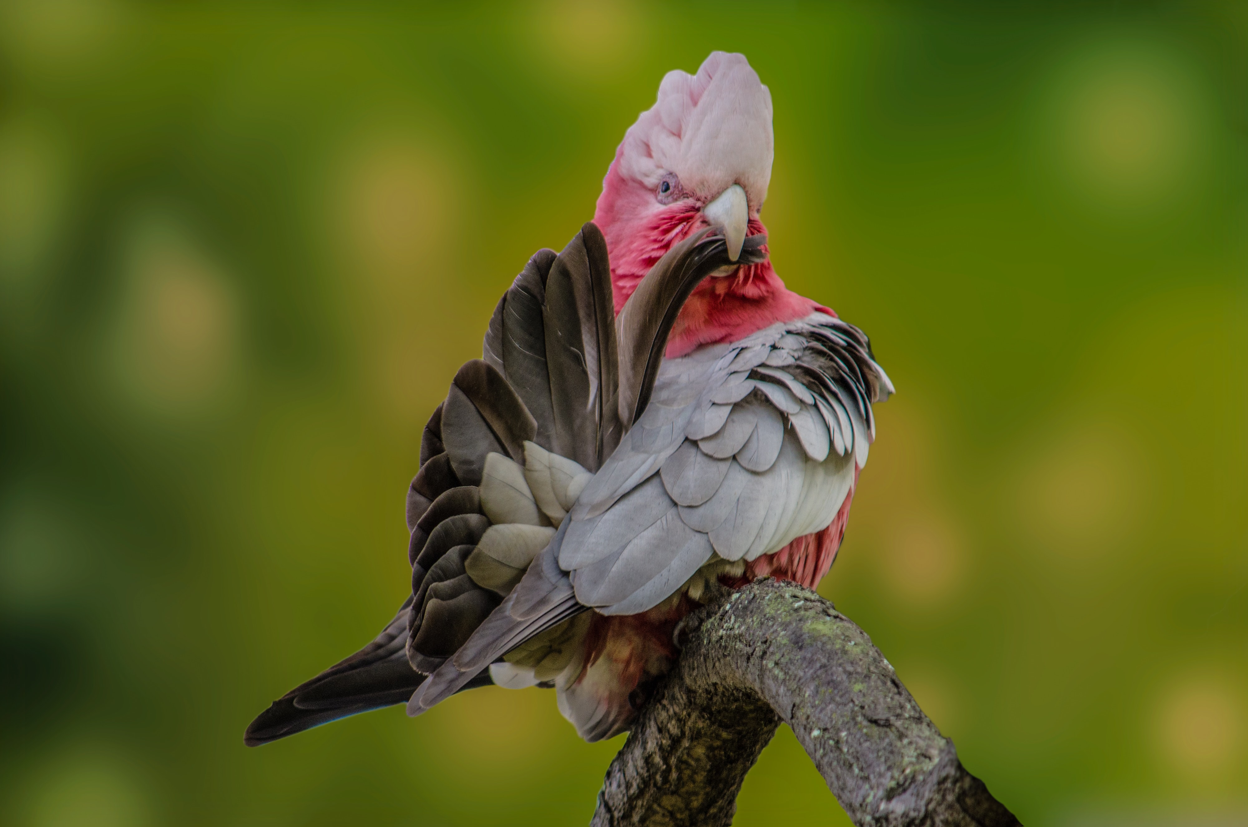 Galah bird preening on a branch HD Wallpaper