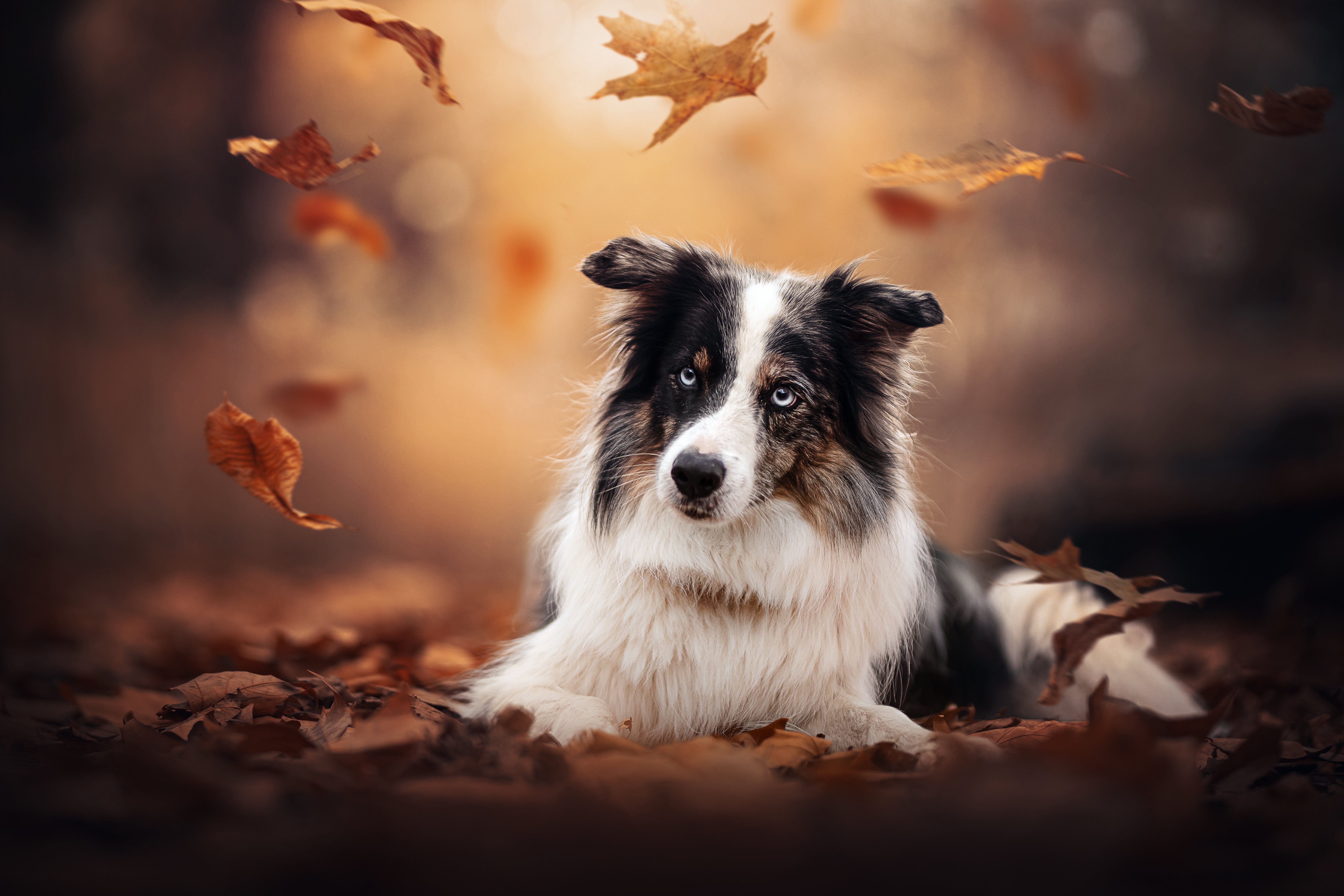 Blue-eyed Border Collie dog with falling autumn leaves HD Wallpaper