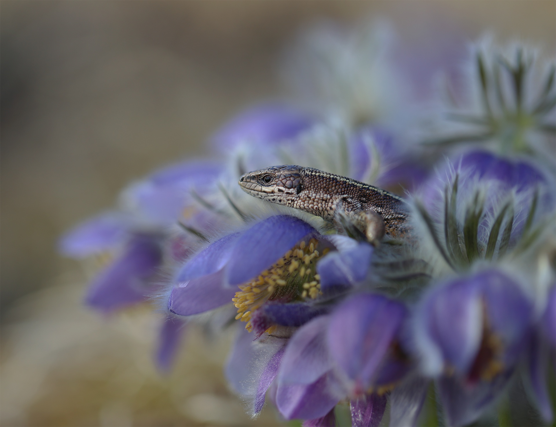 Lizard on Purple Fuzzy Flowers HD Wallpaper