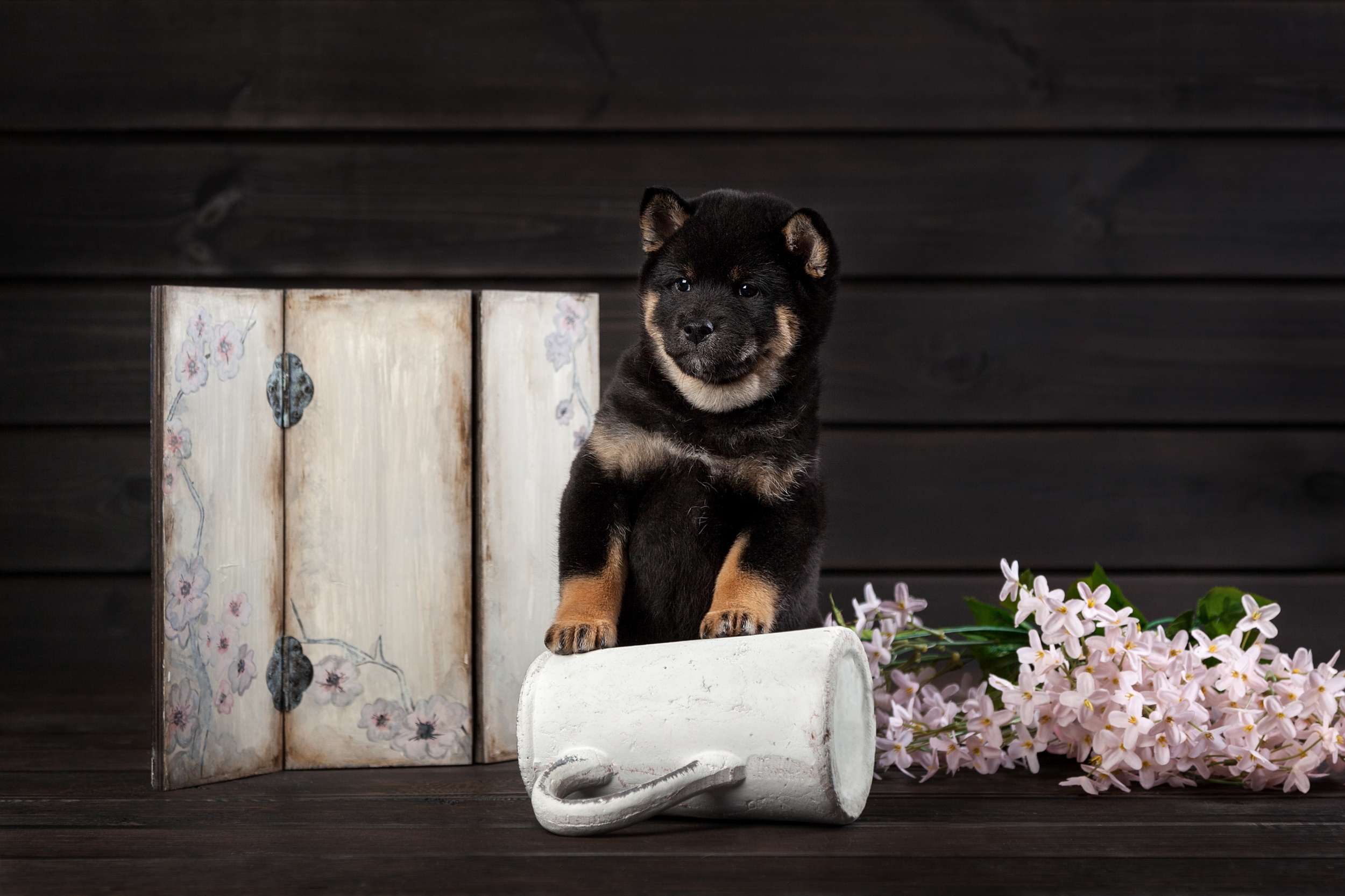 Cute black Shiba Inu puppy on a mug HD Wallpaper