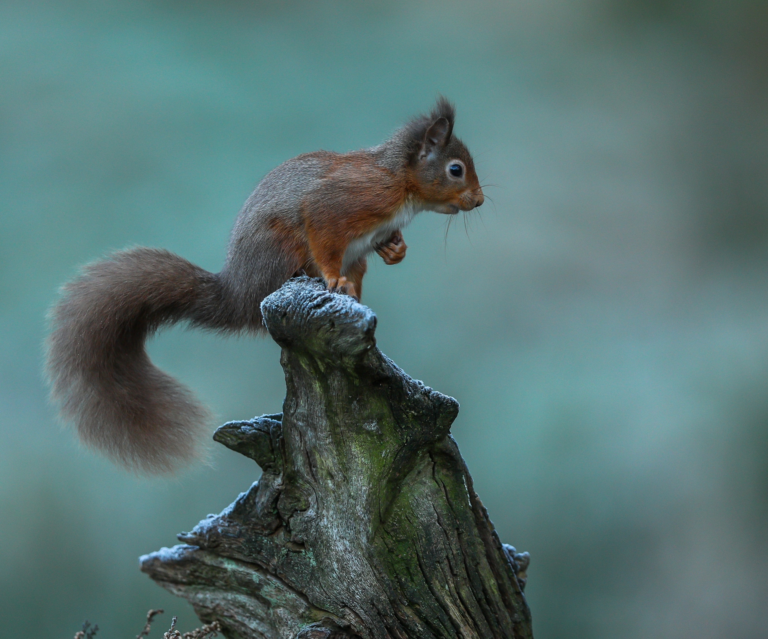 Red Squirrel on a Frosty Tree Stump HD Wallpaper