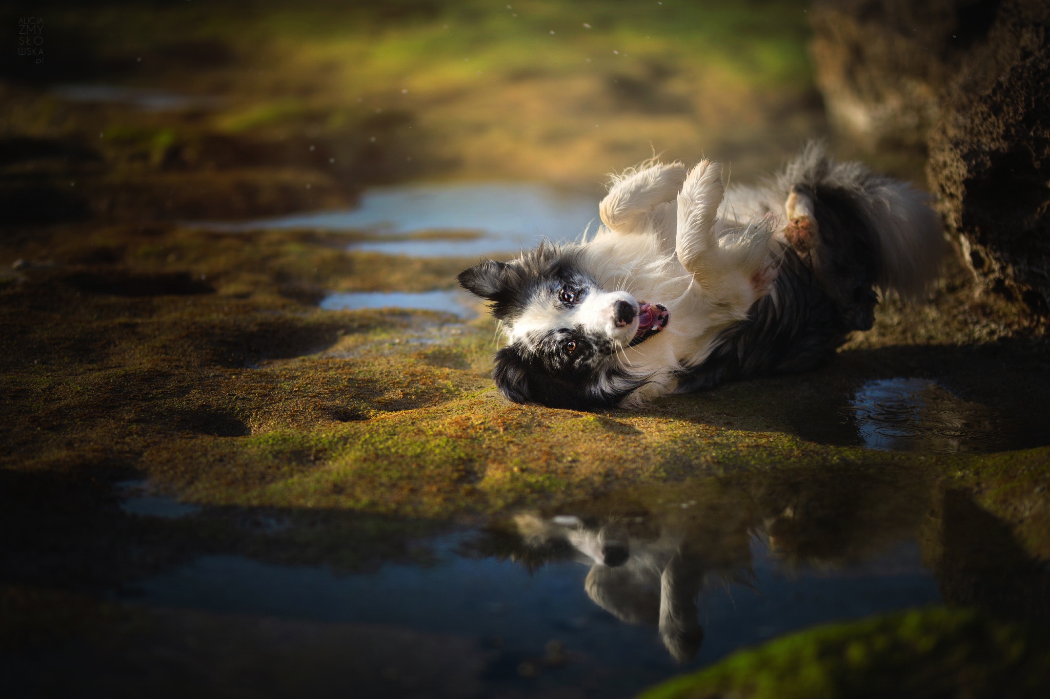 Happy Border Collie dog with reflection in puddle HD Wallpaper