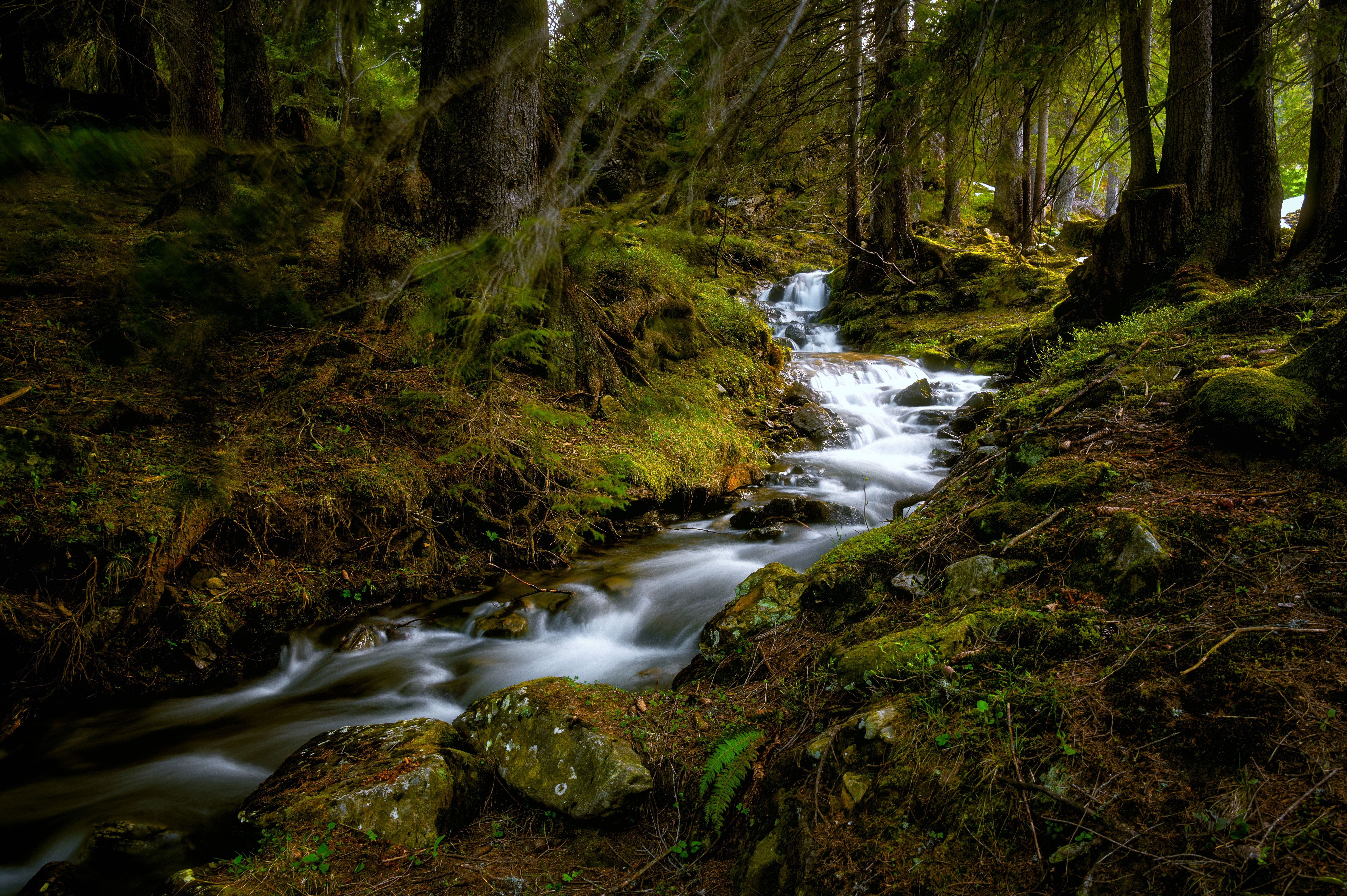 Lush Green Forest Stream with Mossy Rocks HD Wallpaper