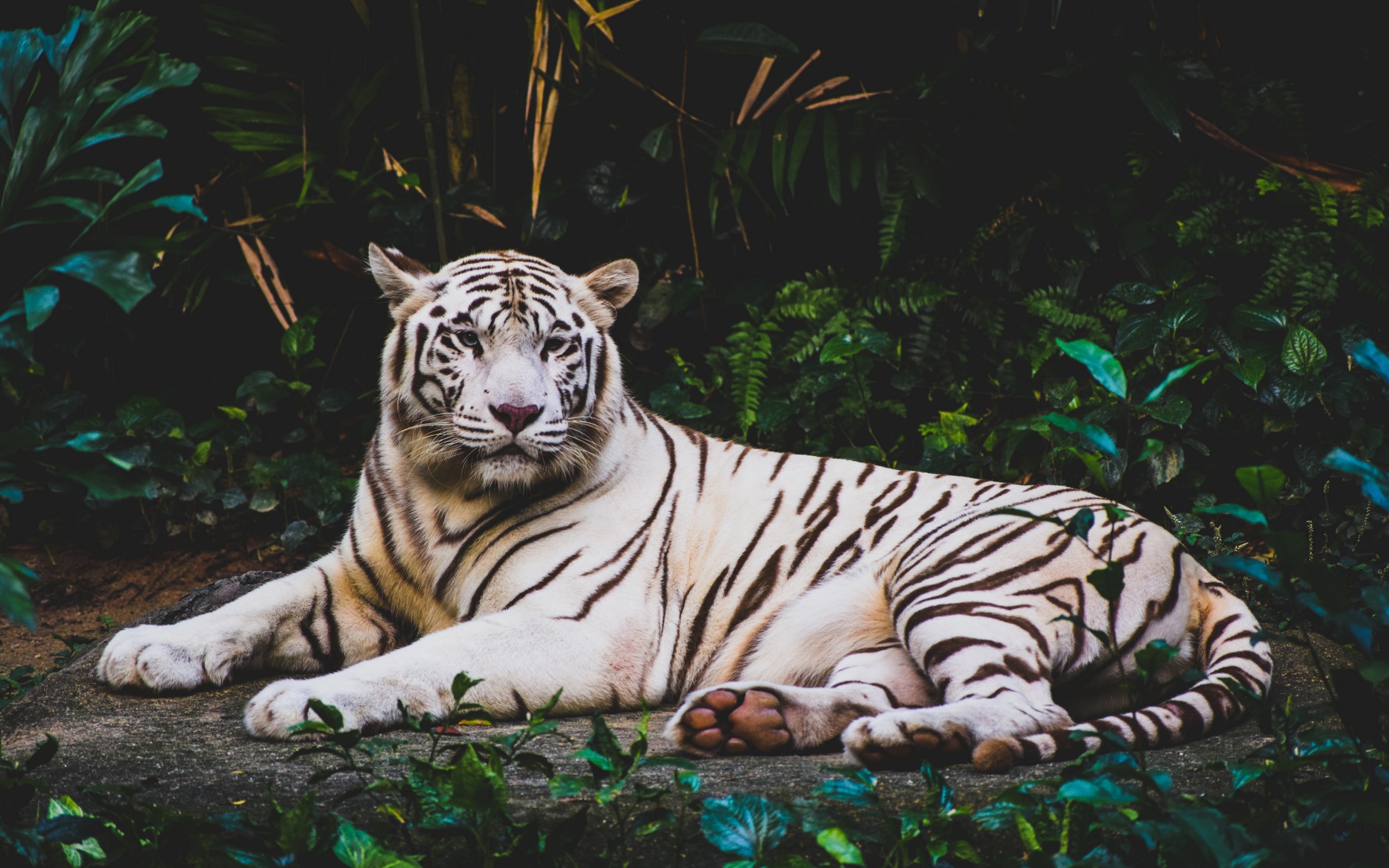 Majestic White Tiger Resting in the Jungle HD Wallpaper