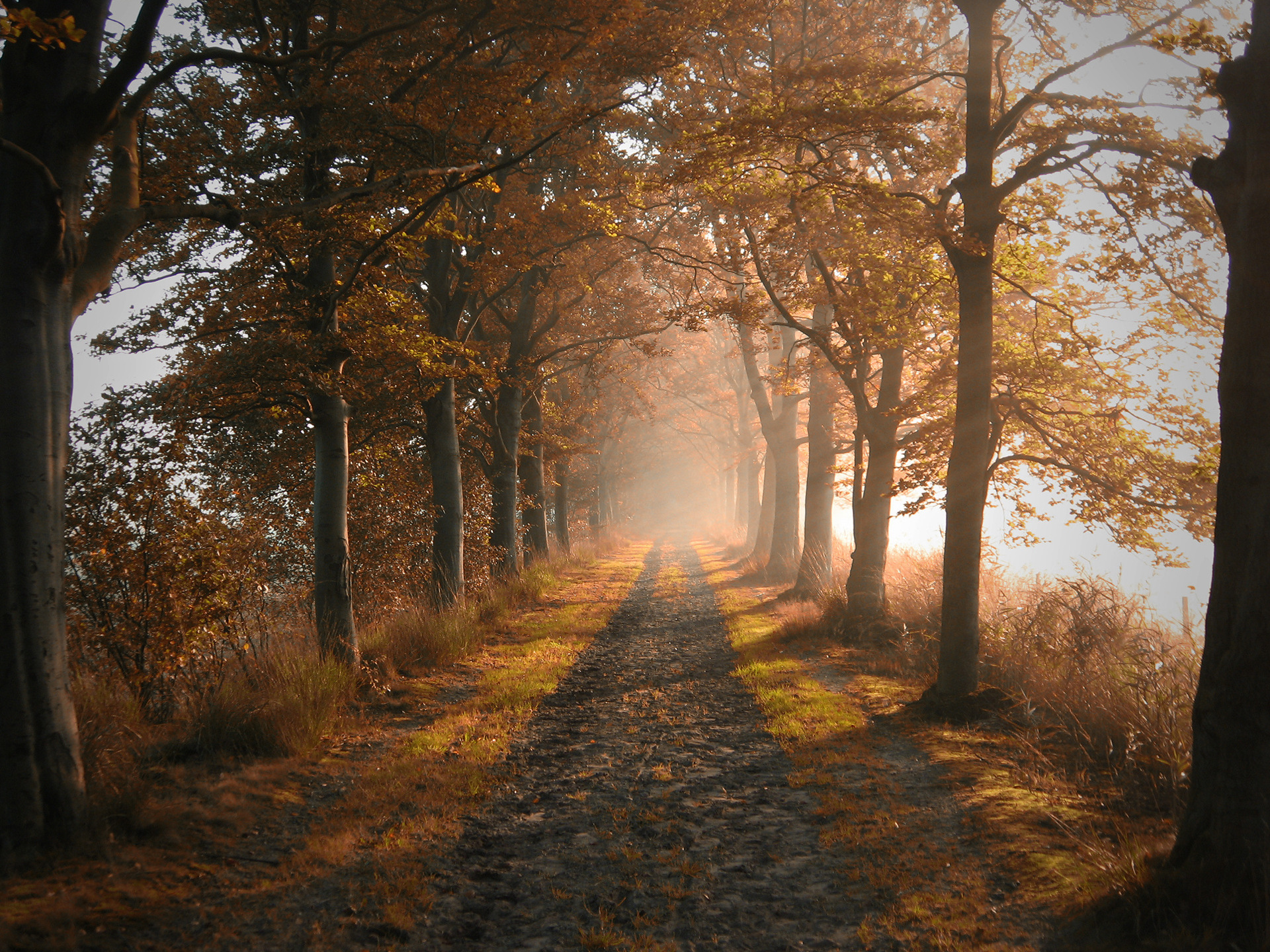 Autumn Path Lined with Trees in Golden Mist HD Wallpaper