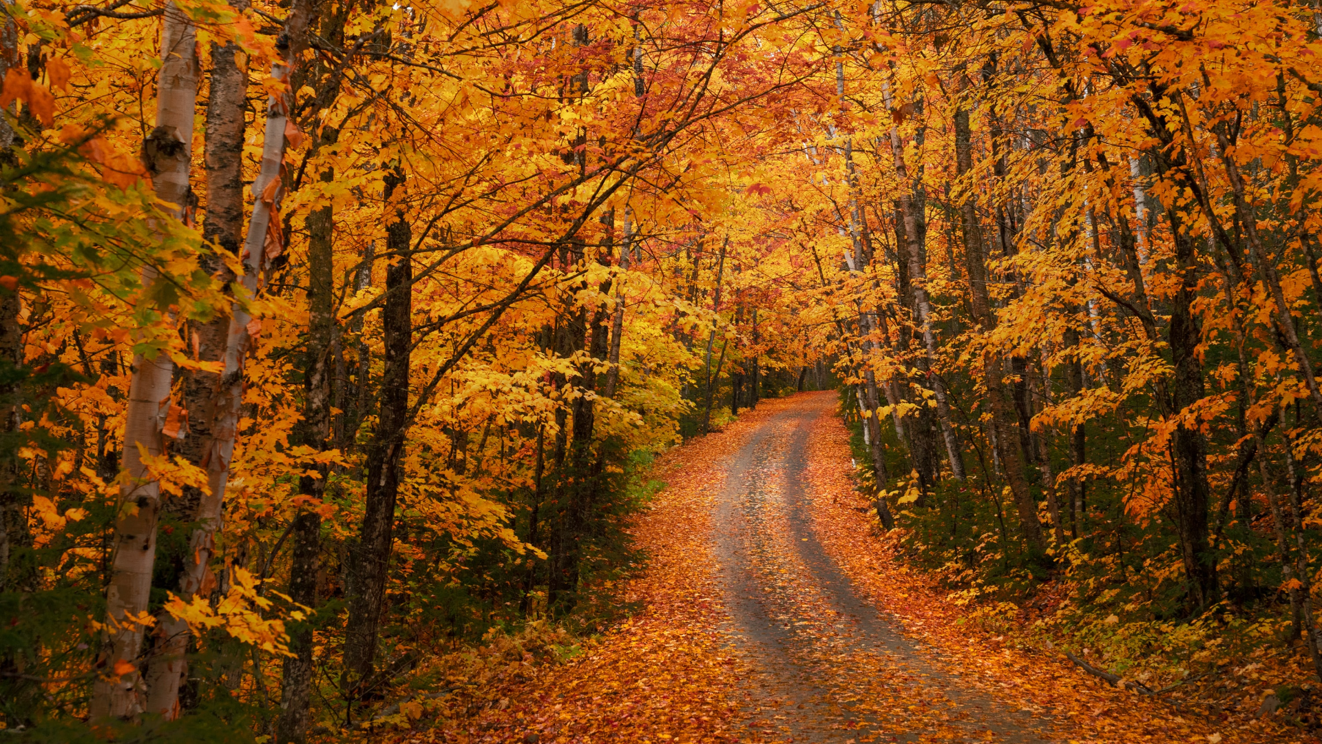 Winding road through a vibrant autumn forest HD Wallpaper