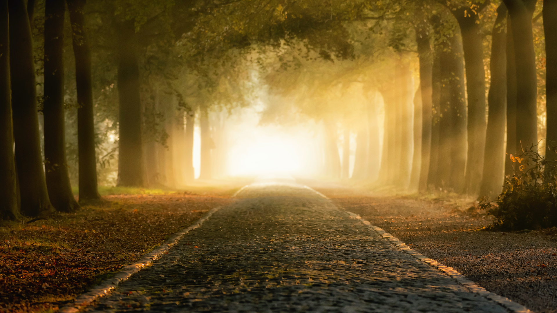 Golden Light on a Tree-Lined Road HD Wallpaper