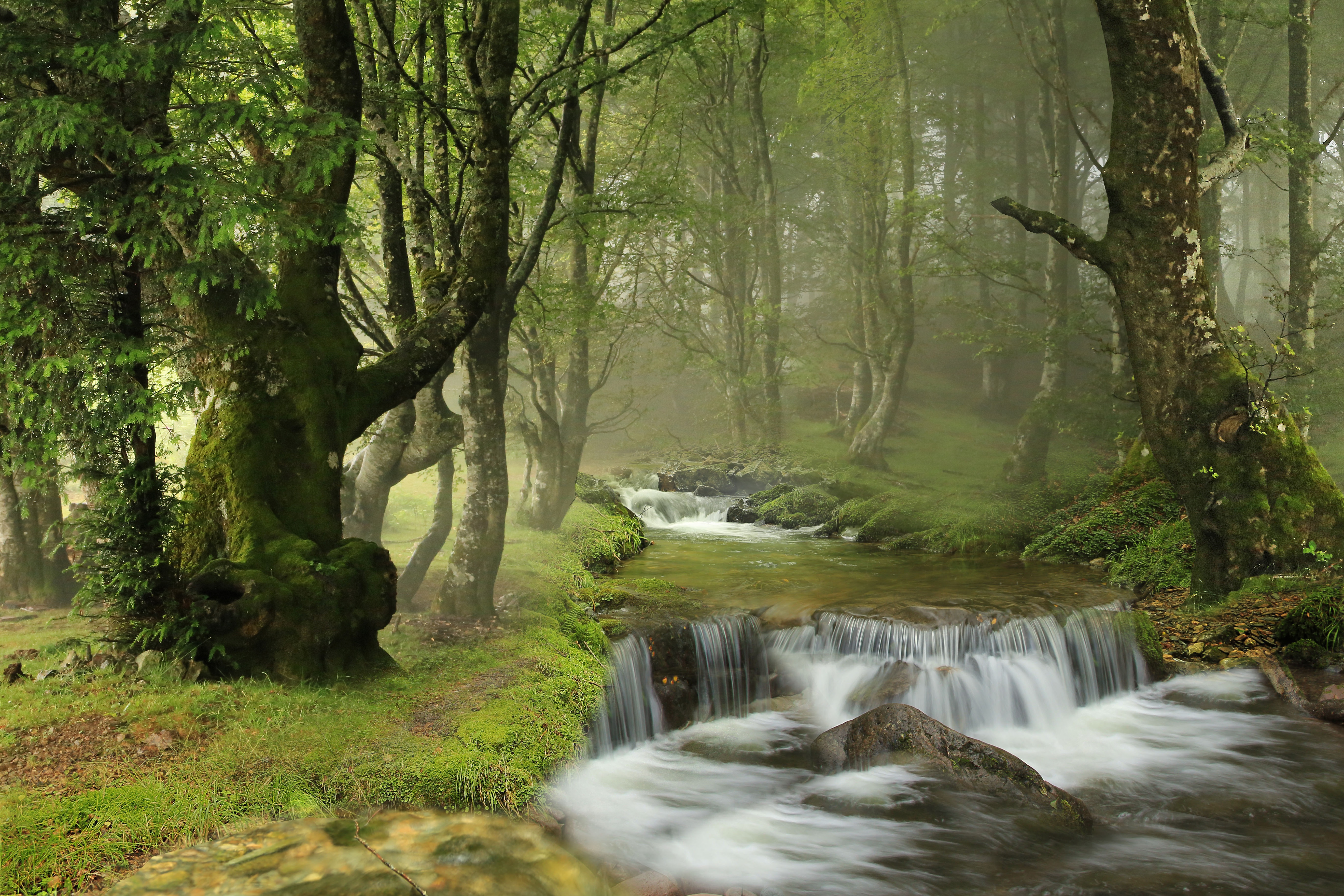 Enchanted Forest Stream with Waterfalls HD Wallpaper