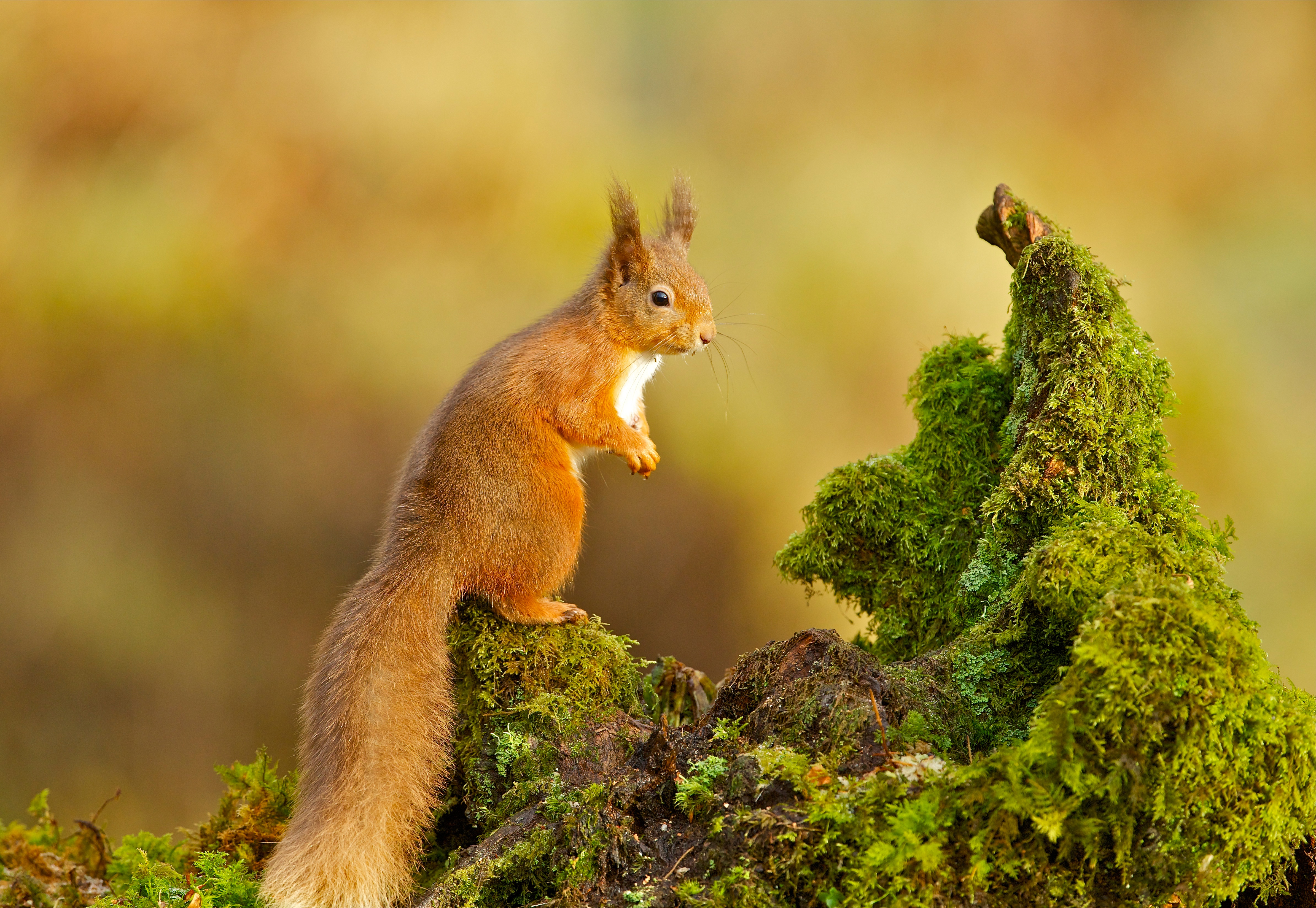 Curious Red Squirrel on Moss HD Wallpaper