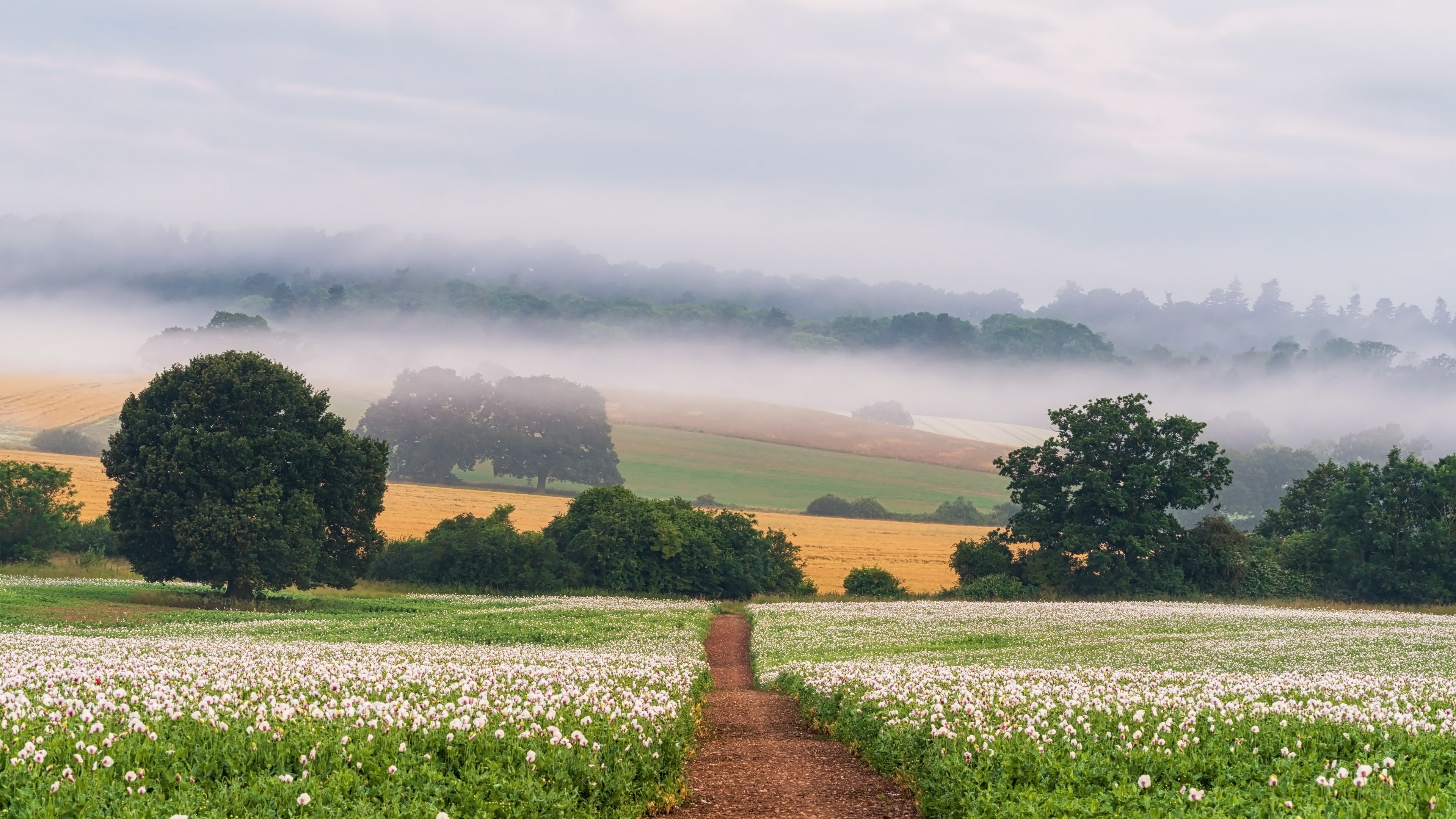 Misty morning path through a field of flowers HD Wallpaper