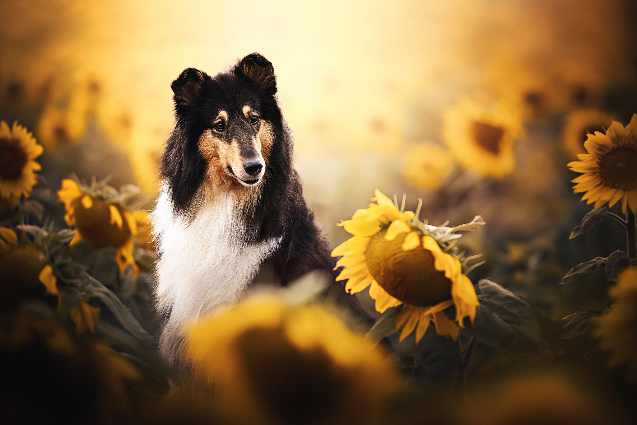 Scottish Shepherd Dog in Golden Sunflowers HD Wallpaper