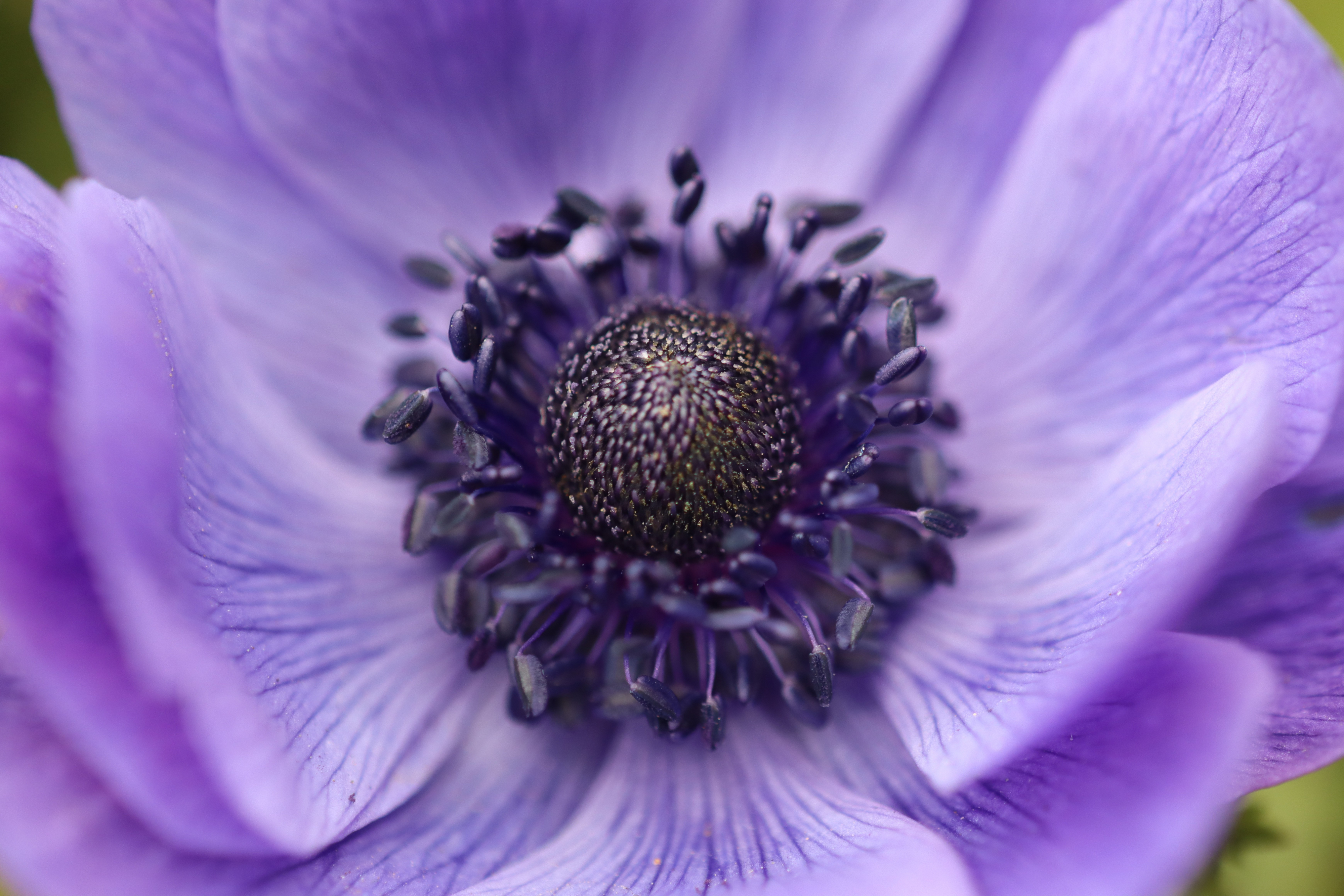 Close-up of a beautiful purple Crown Anemone flower HD Wallpaper