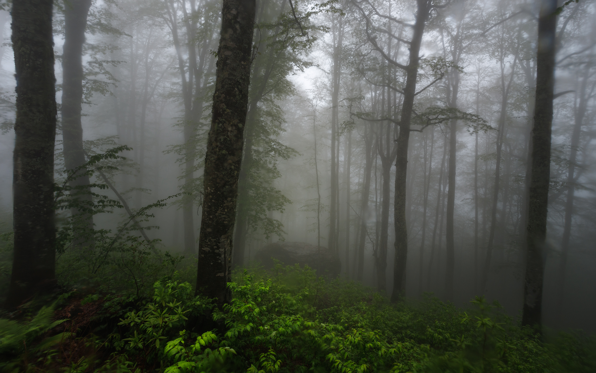Dense Fog in a Green Forest HD Wallpaper