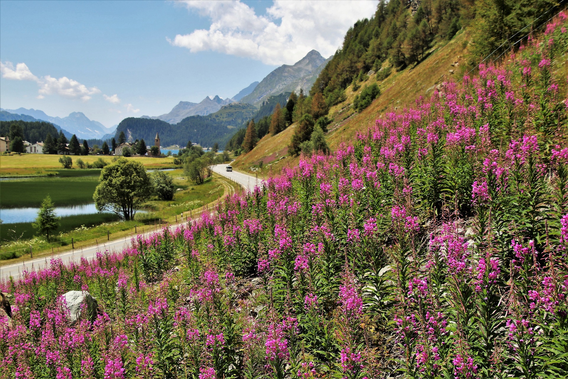 Beautiful mountain landscape with vibrant pink flowers HD Wallpaper