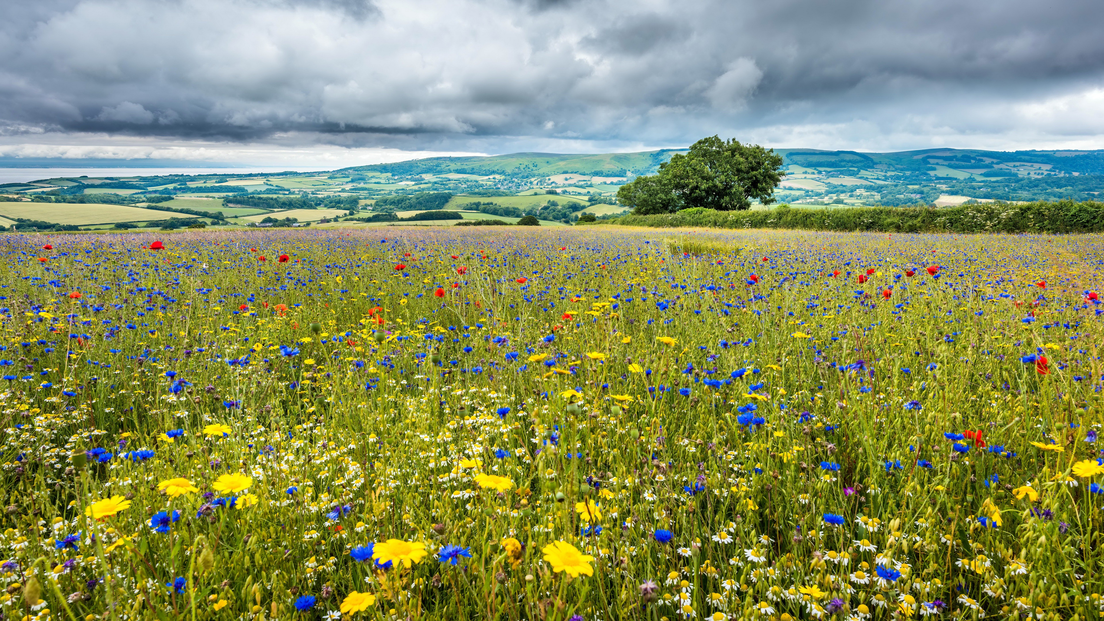 Vibrant Wildflower Meadow Landscape under a Cloudy Sky HD Wallpaper