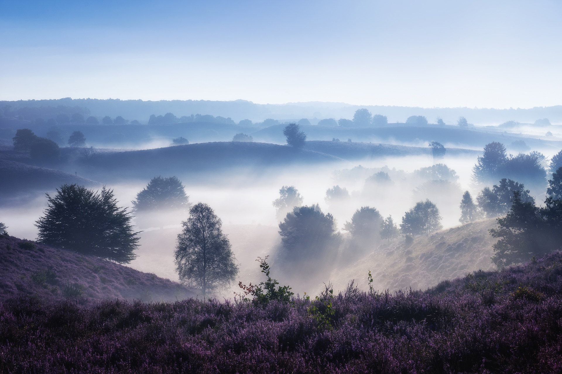 Serene foggy landscape with purple heather HD Wallpaper